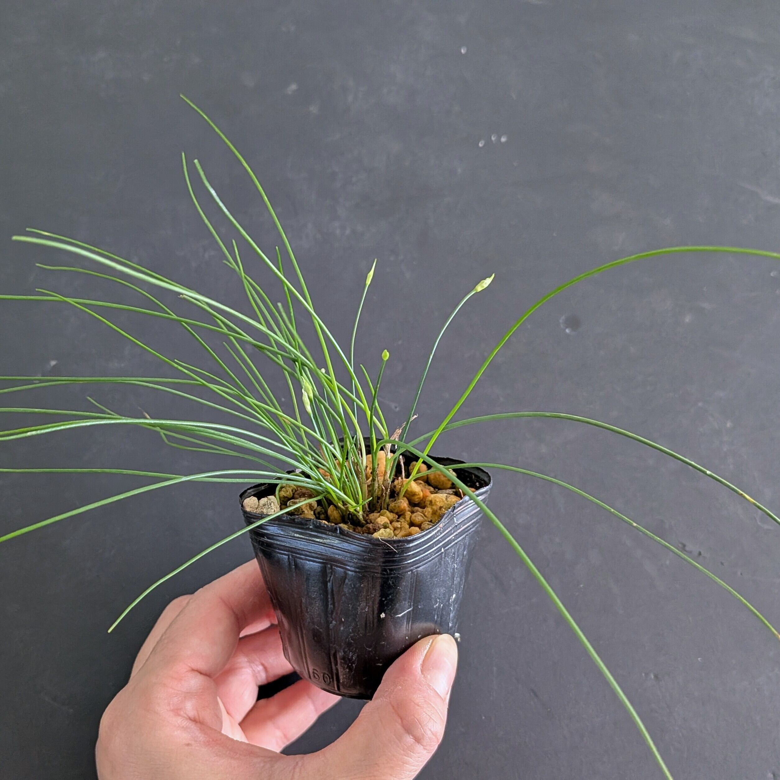 白花イトラッキョウ 苔テラリウム作製用素材