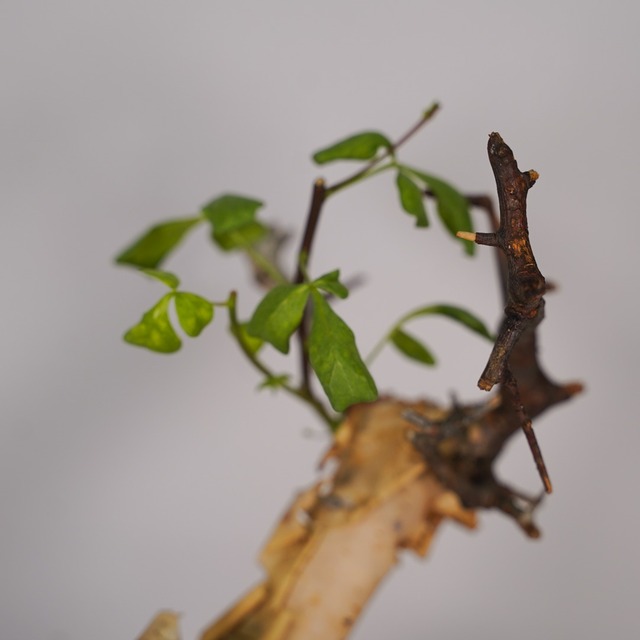 F16 コミフォラ・カタフ ピュア  発根済み 現地球 ソマリア産