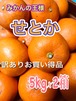 大人気の【せとかみかん】　訳ありお買い得品  5㎏/2箱