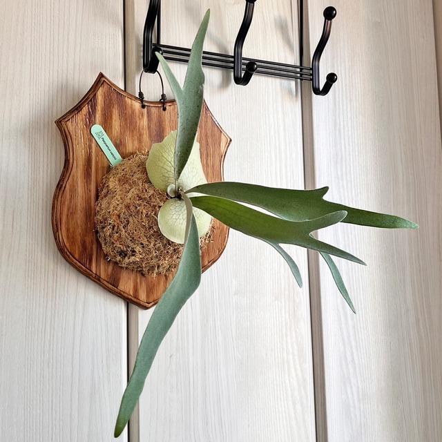 ビカクシダ ベイチー 板付 【観葉植物 壁掛け コウモリラン】