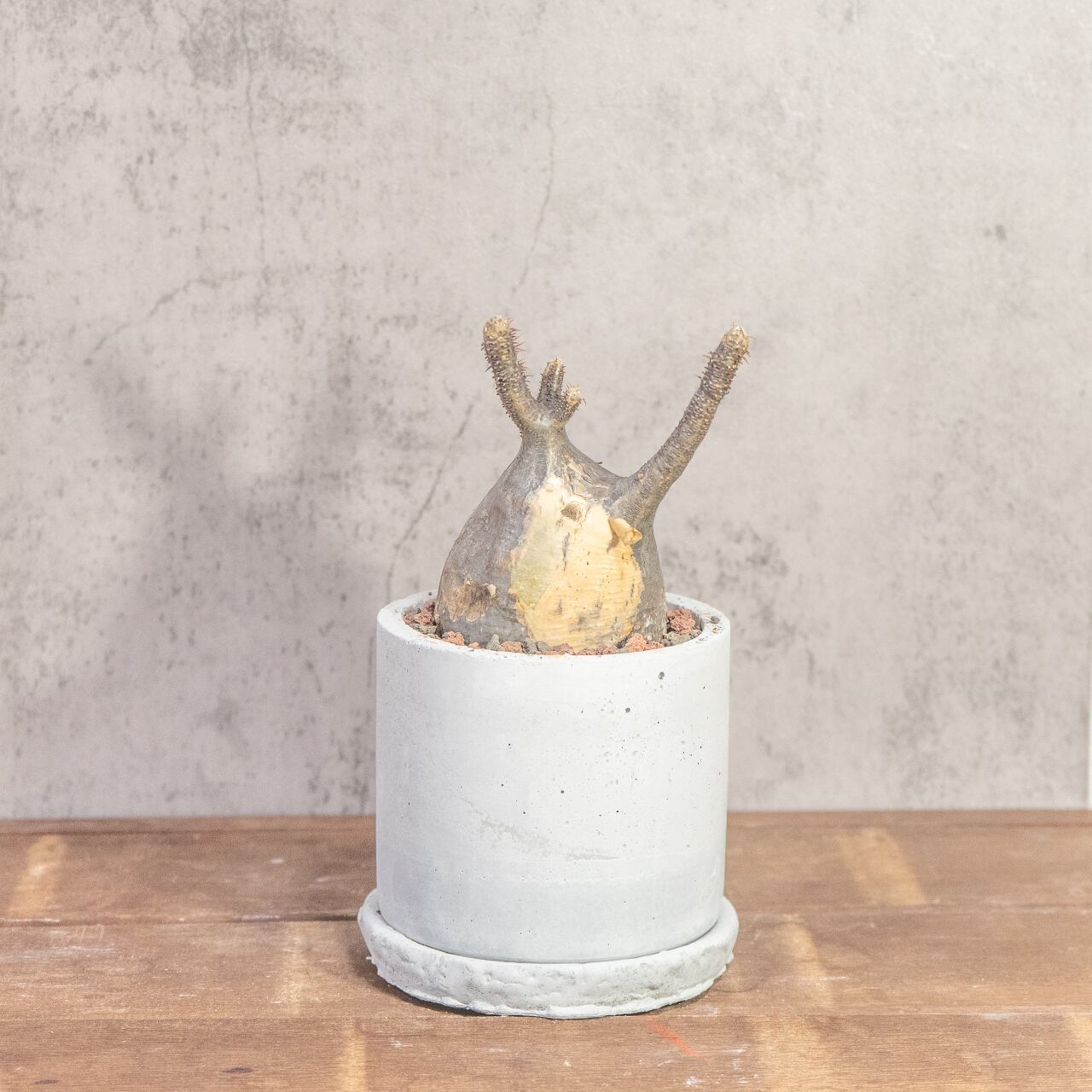 グラキリス(26cm胴回り)|現地株らしい荒肌と生命感あふれる枝ぶり【発根済】【虫発生抑制/手作りモルタル鉢】