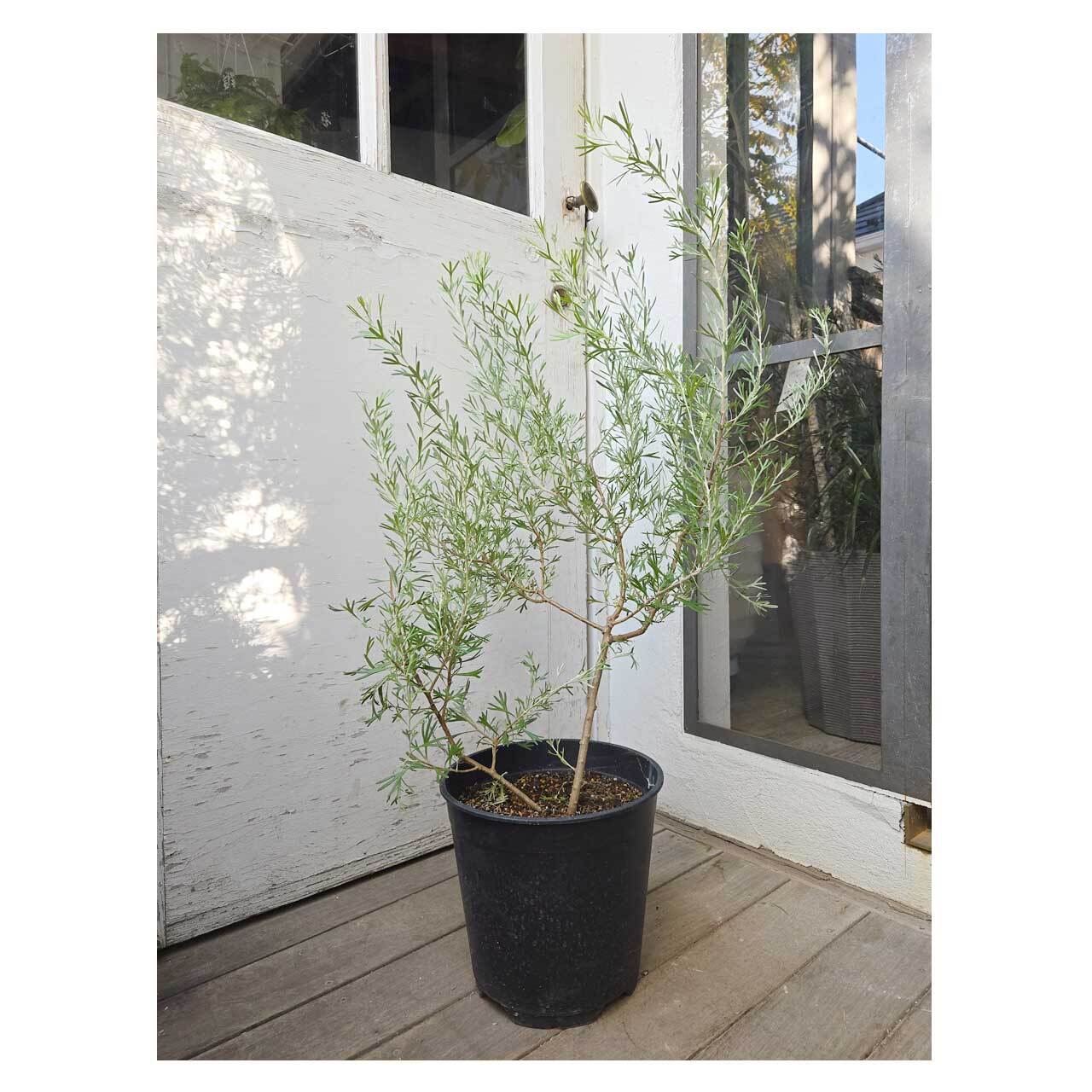 Grevillea 'Lemon Supreme' | Seeding