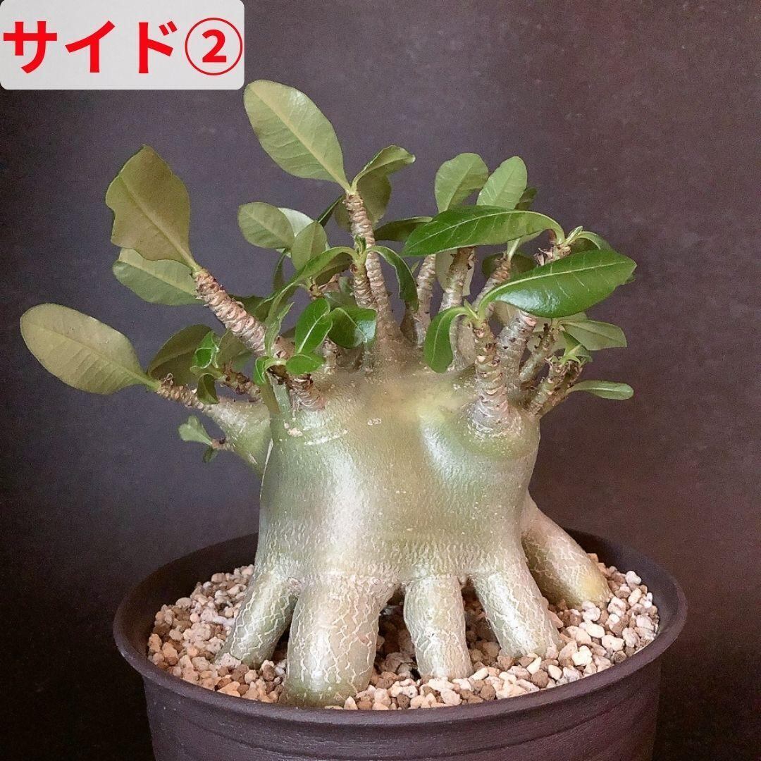 極太幹 タコ脚アデニウム - アジアアロワナ・アクリル水槽・淡水