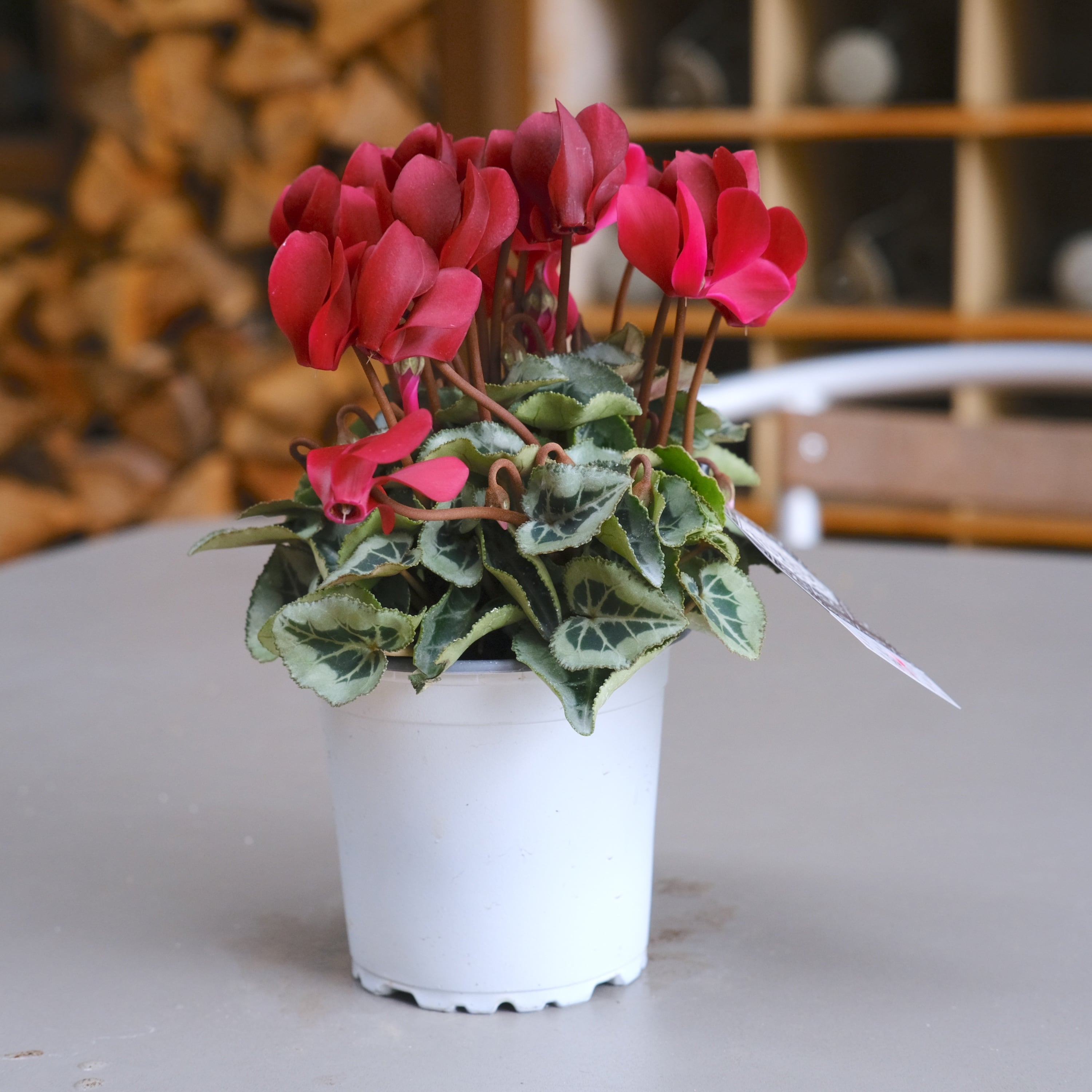 ガーデンシクラメン《 タキシード 》軽井沢育ち 3号鉢 | グリーン