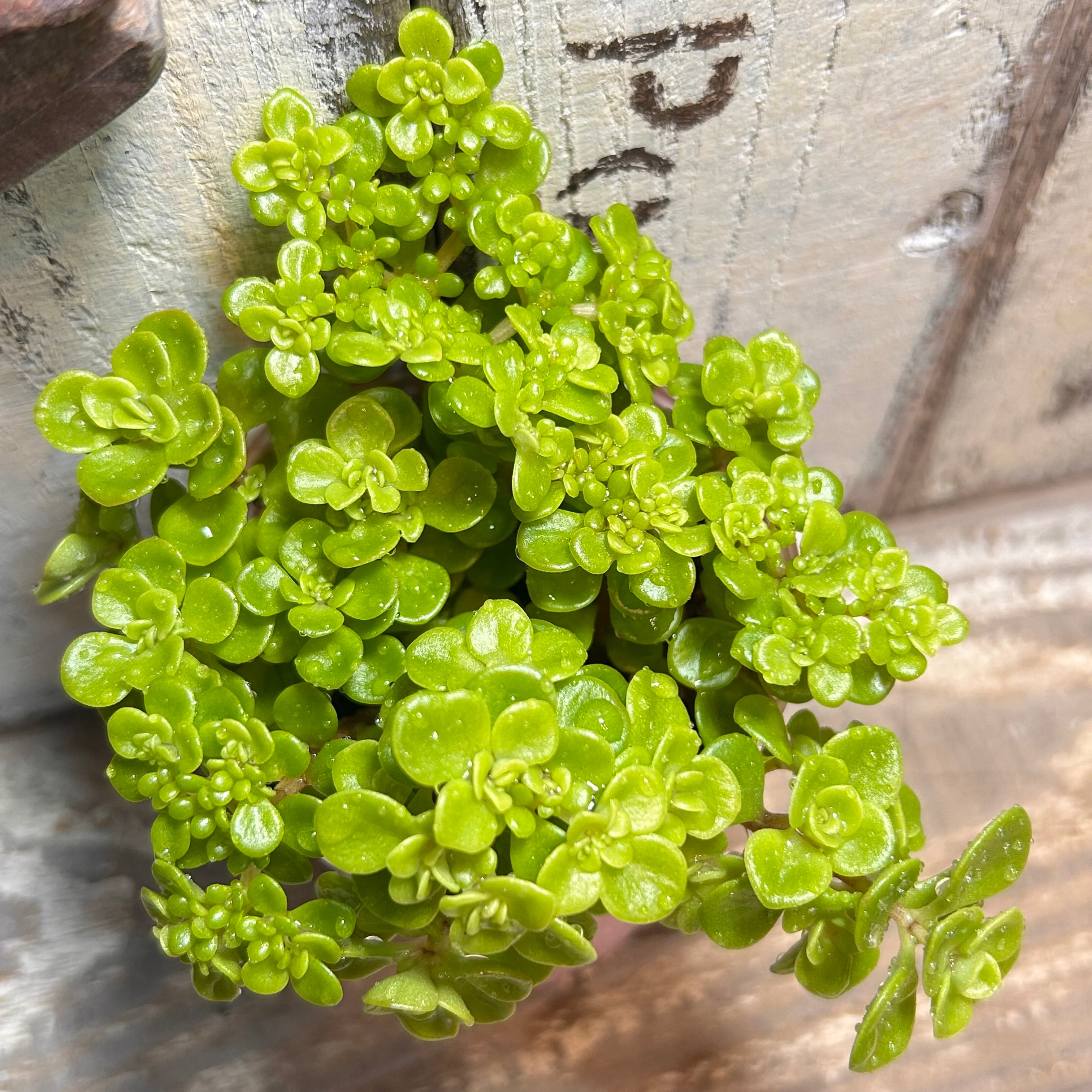 カナリア錦(アエオニウム) | RuPo 多肉植物専門店