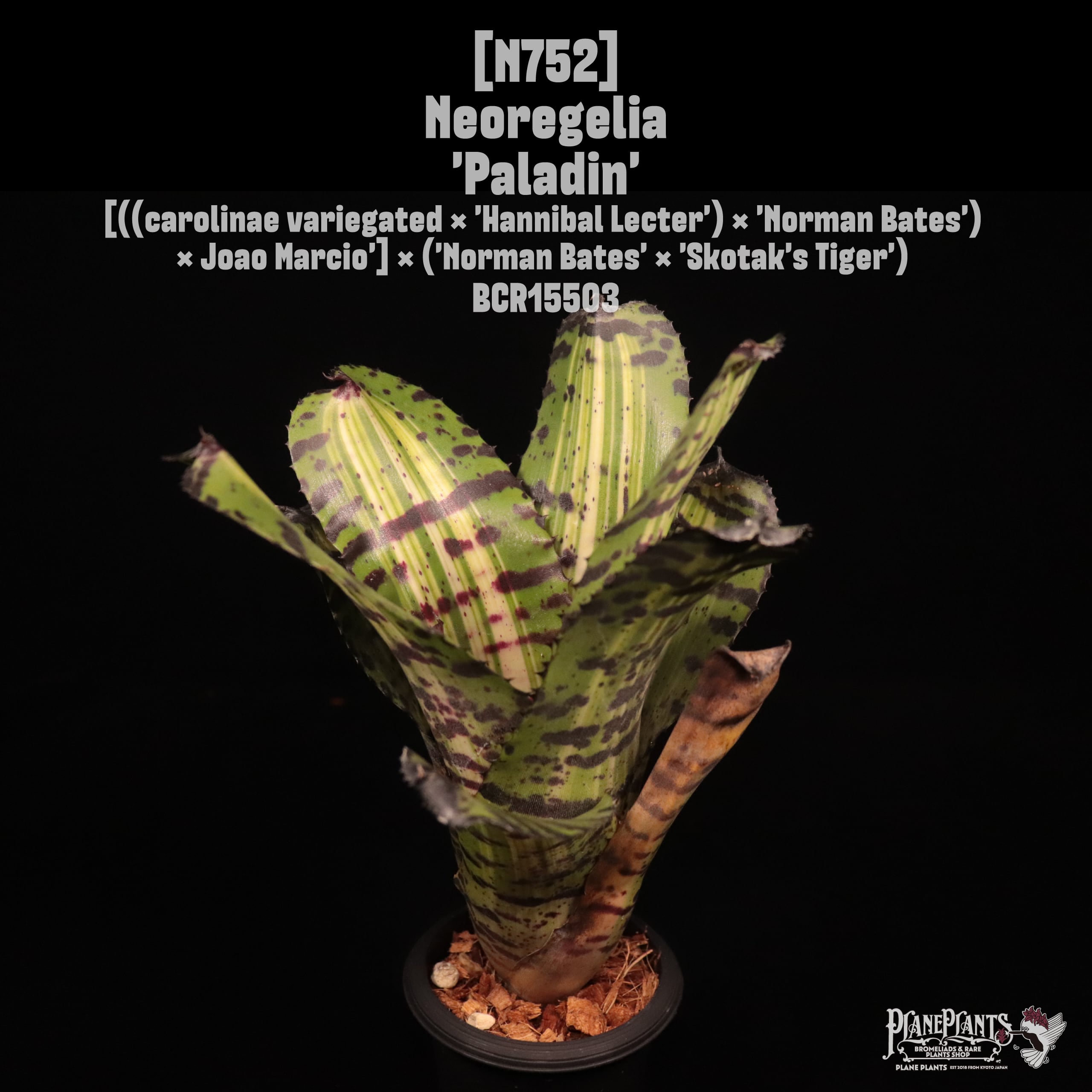 Neoregelia | plane plants