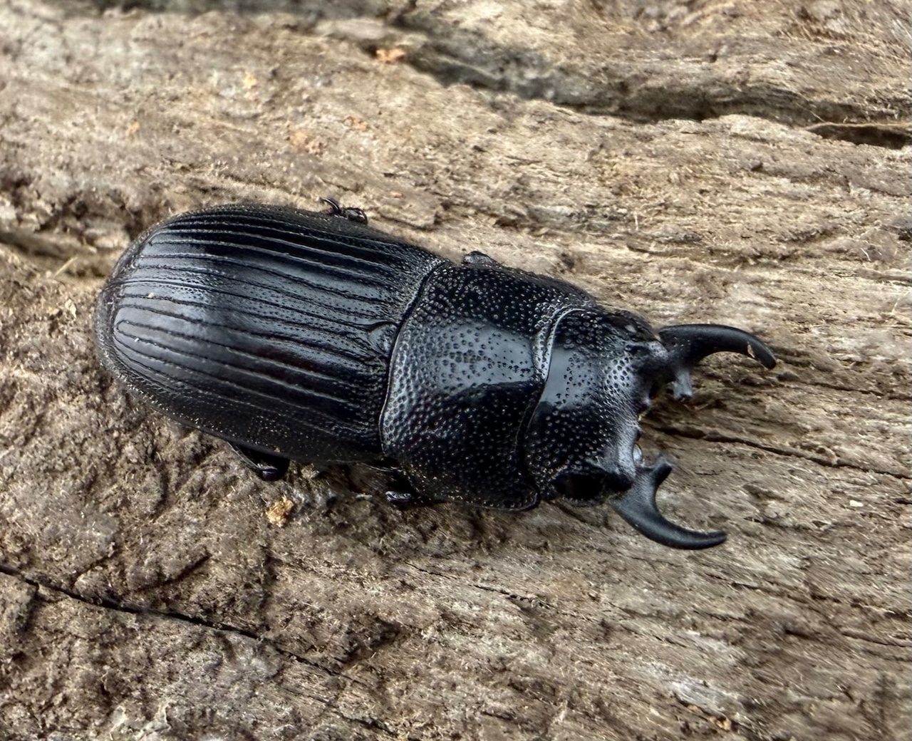 【WD】《ニュートンネブト 16mm ペア》