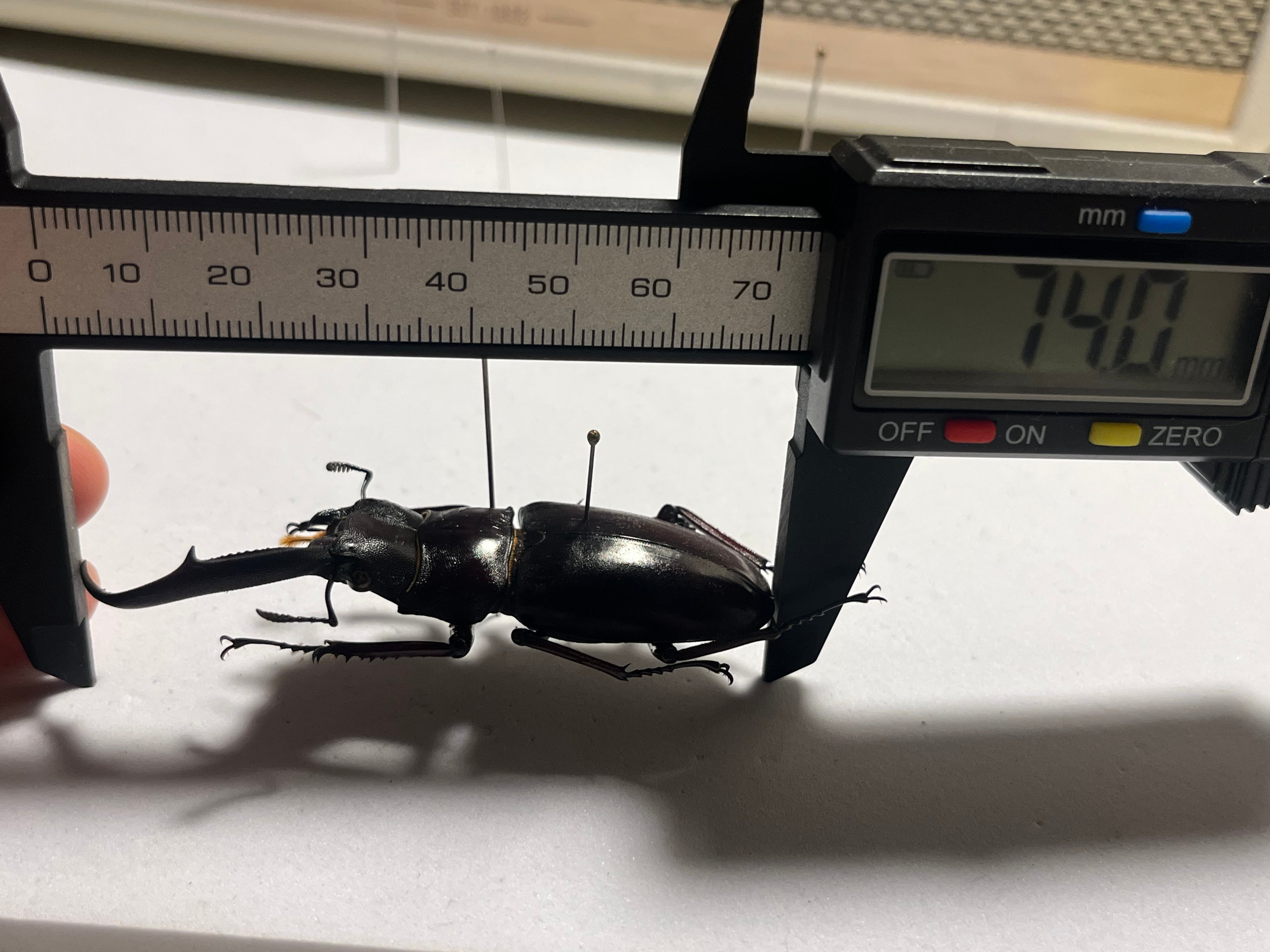 雌雄同体】マンディブラリスフタマタクワガタ Hexarthrius