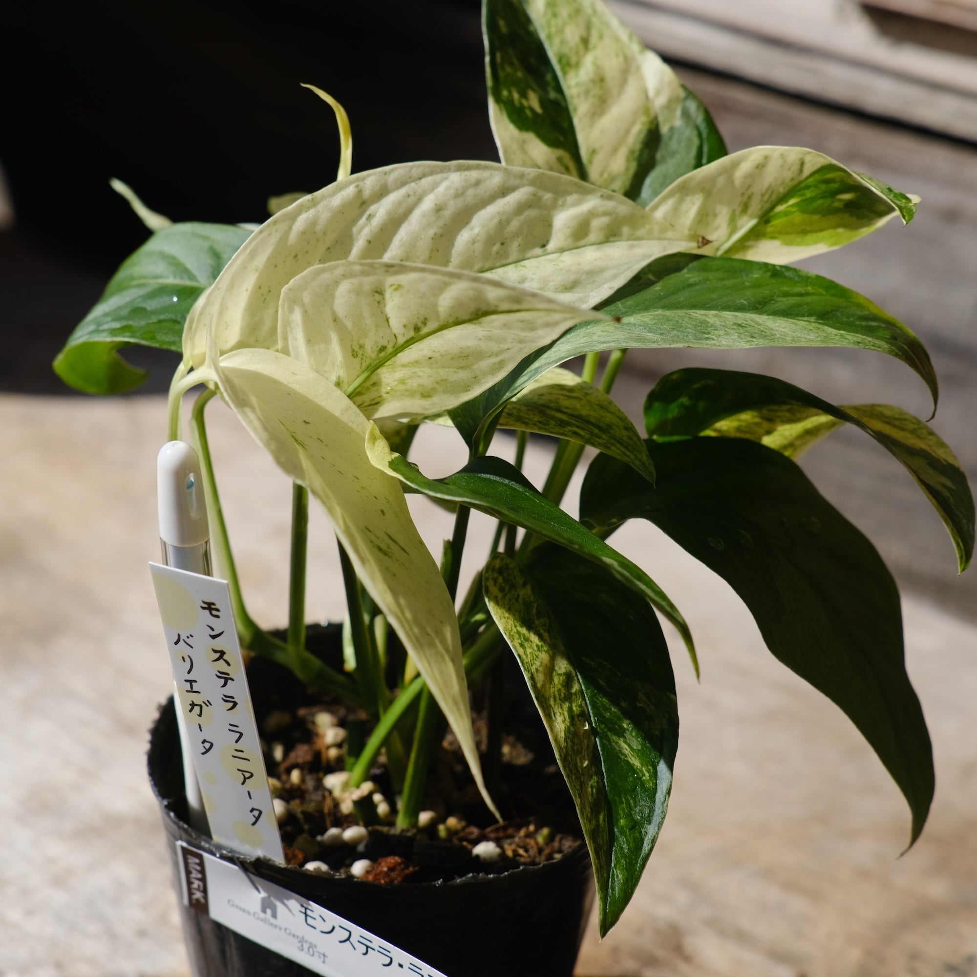 モンステラ ラニアータ バリエガータ | グリーンギャラリーガーデンズ