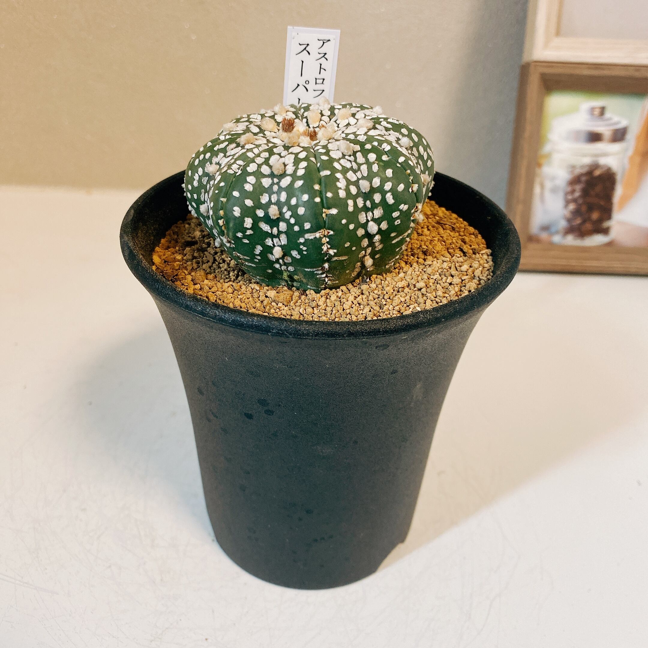 現品］まるでかぼちゃ♡ アストロフィツム スーパー兜 観葉植物 ...