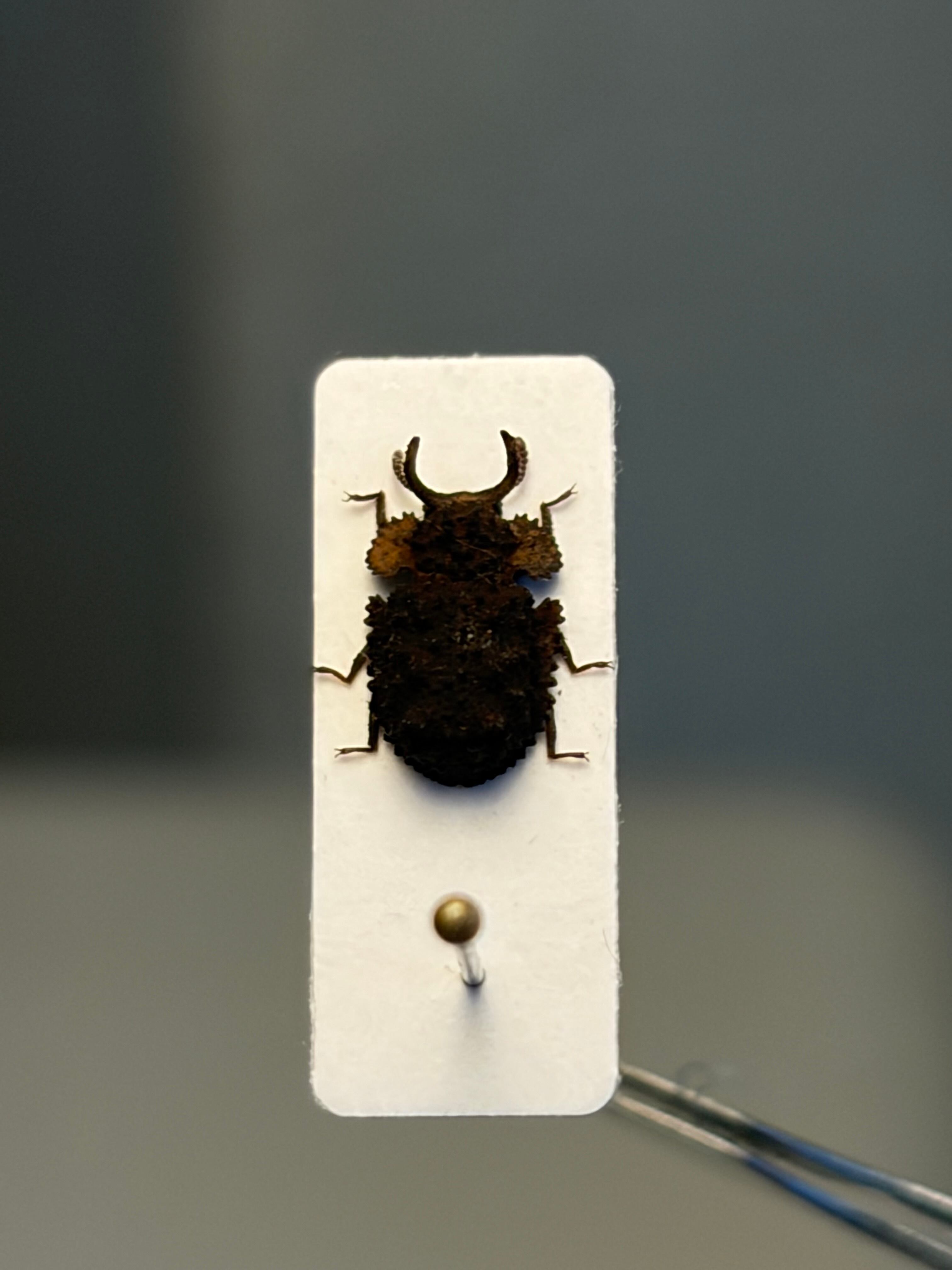 6mm】胸が黄土色に染まったコブスジツノゴミムシダマシ 標本ゾウムシ