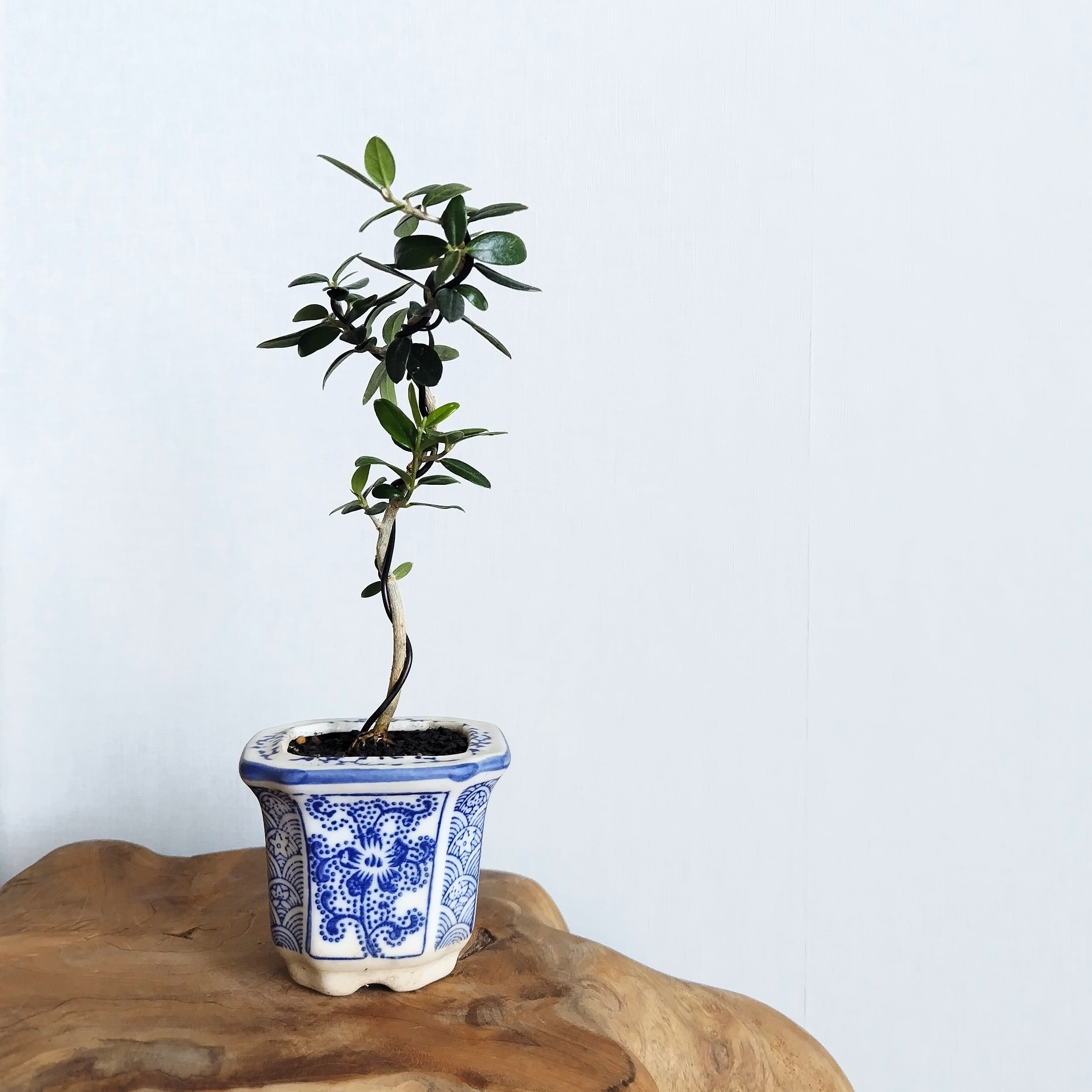 H22cm】Seedling Olive BONSAI/実生オリーブ盆栽(SE-1) | AMASSE
