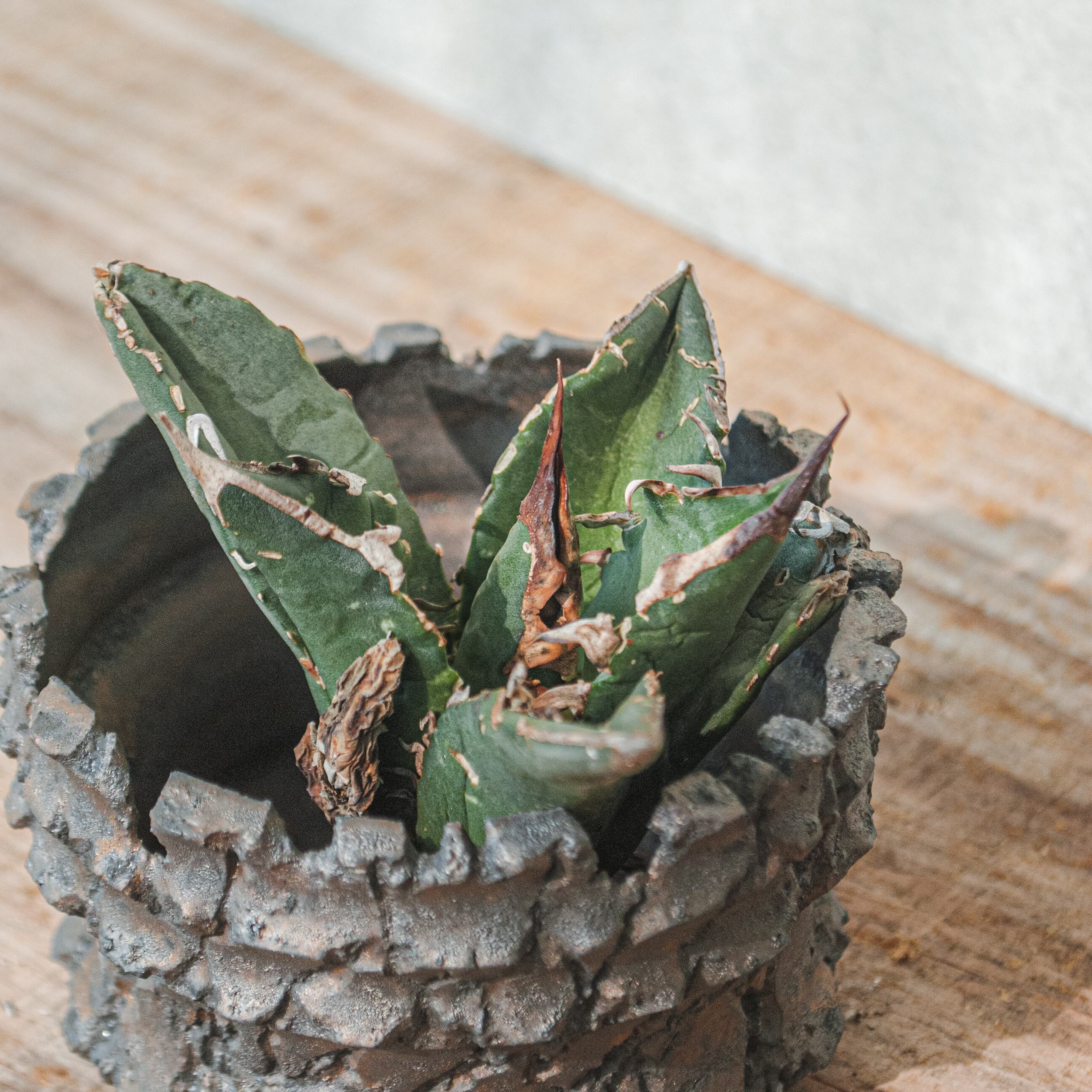 アガベ オテロイ No.23