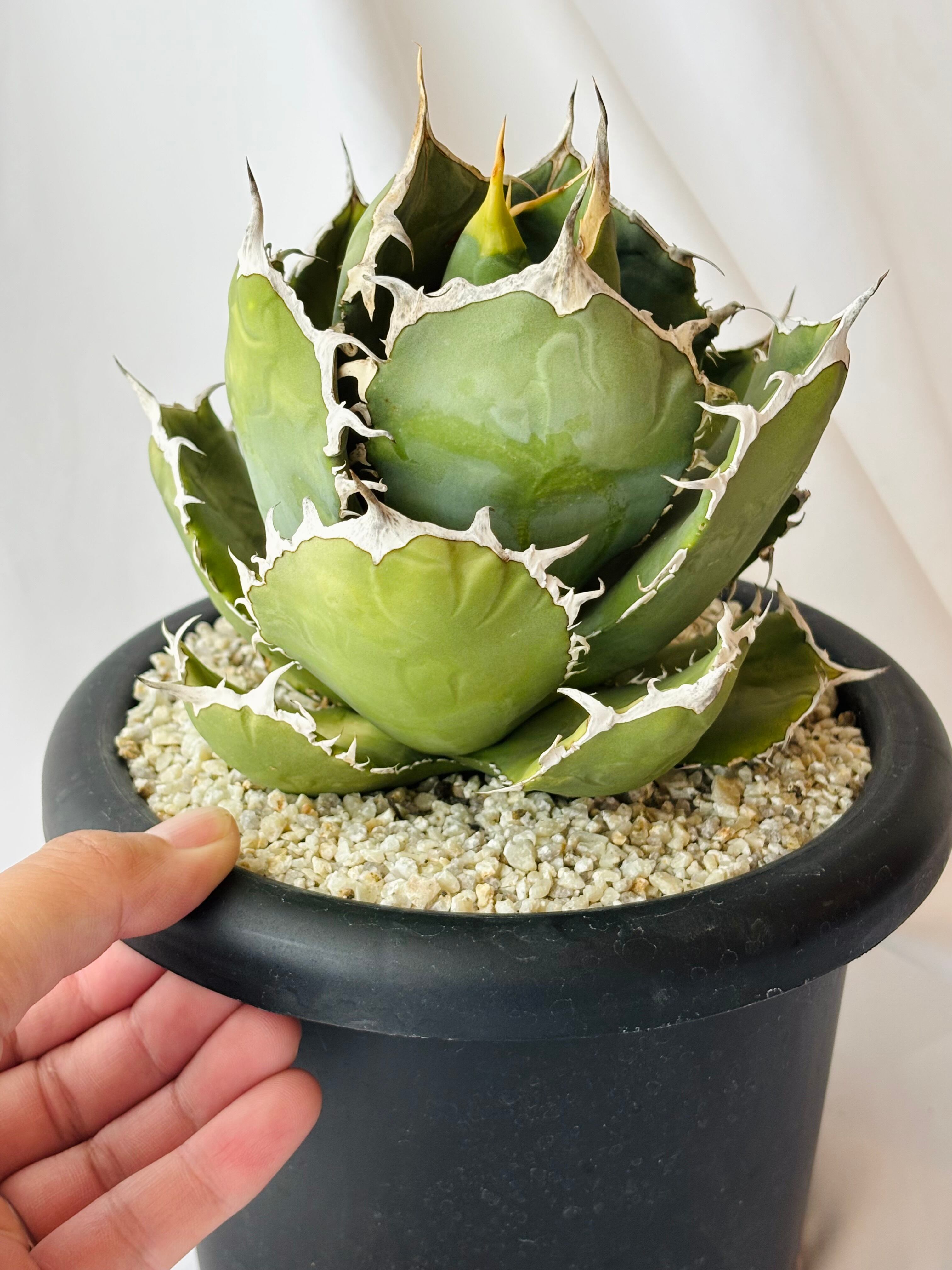 Agave titanota アガベ チタノタ 烈焰 多肉植物 | plants MARU