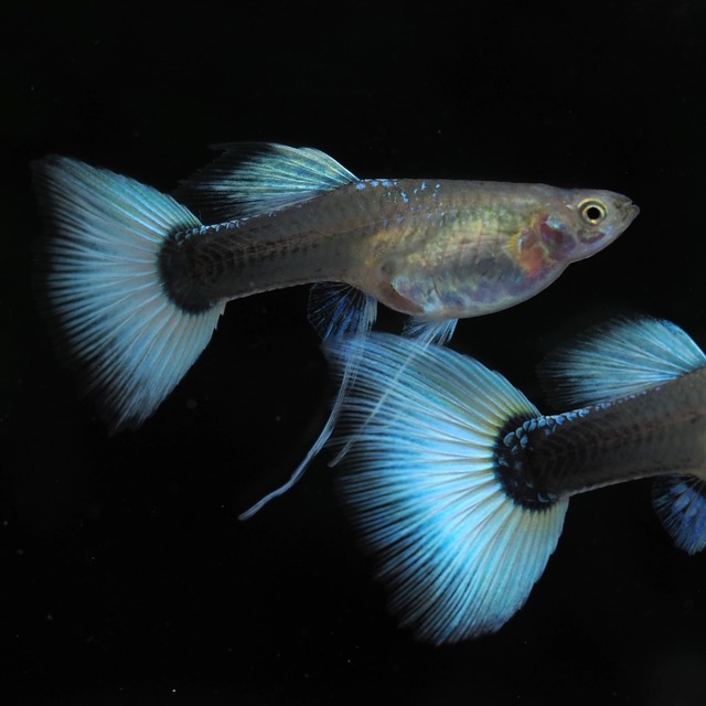 専用　RREAヘテロドイツイエロータキシードリボン　1カルテット＋おまけ1ペア(調整用)