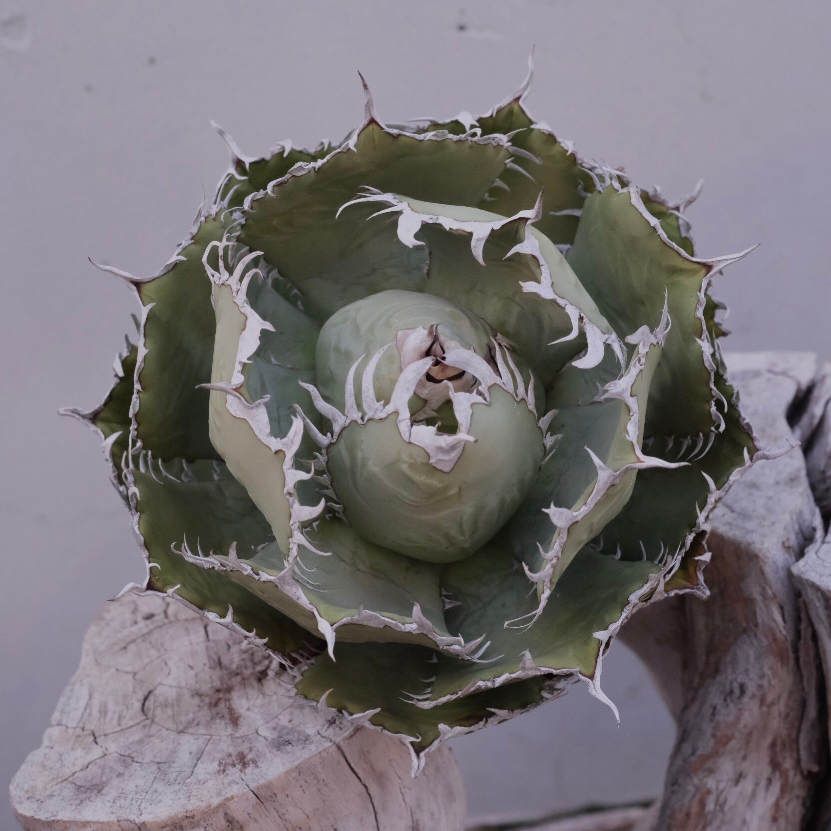 style_of_chika agave フィリグリー 大株）Agave titanota Wabi フィリグリー ф16cm | wabi