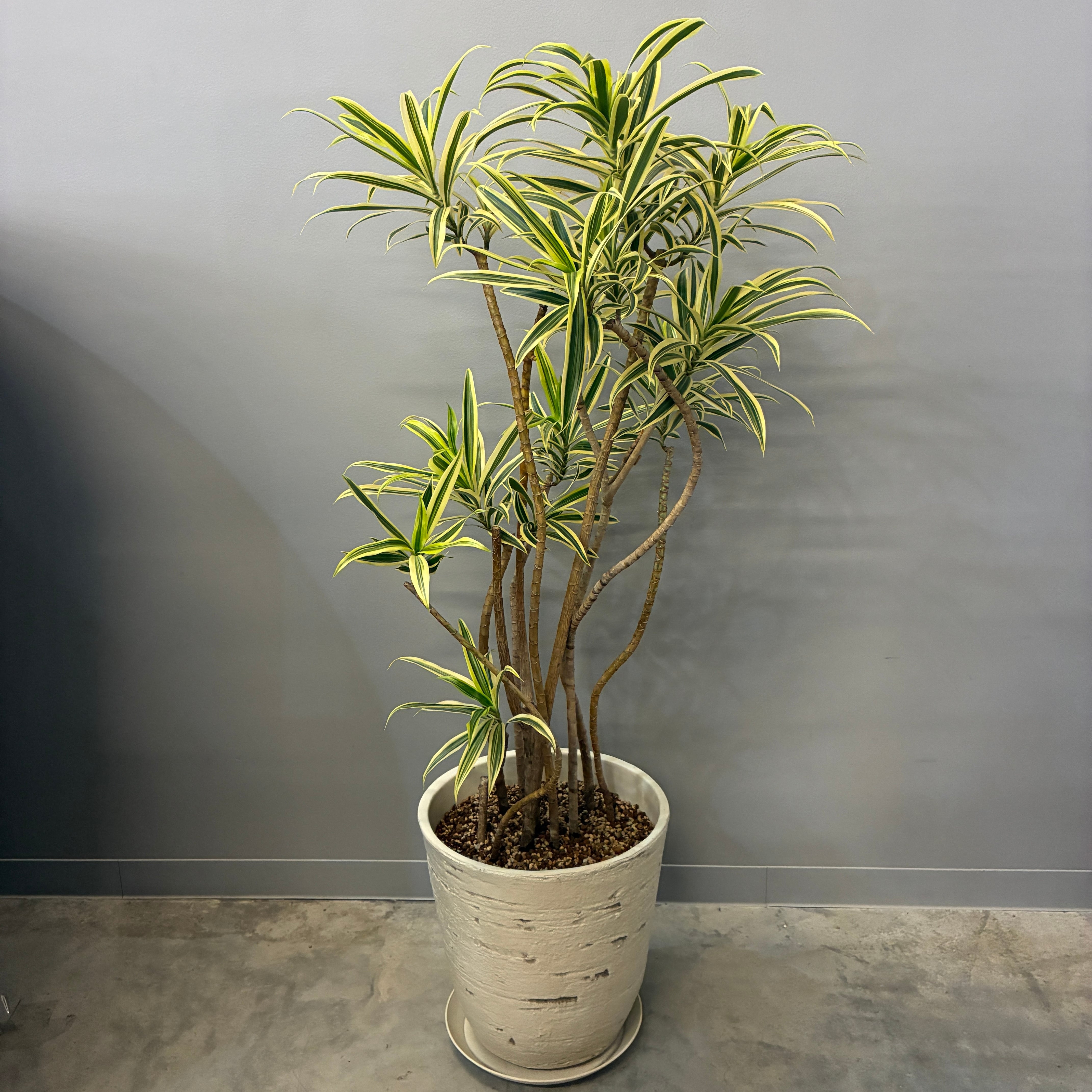 その他観葉植物 TOSHI 観葉植物 | PROTOLEAF プロトリーフ