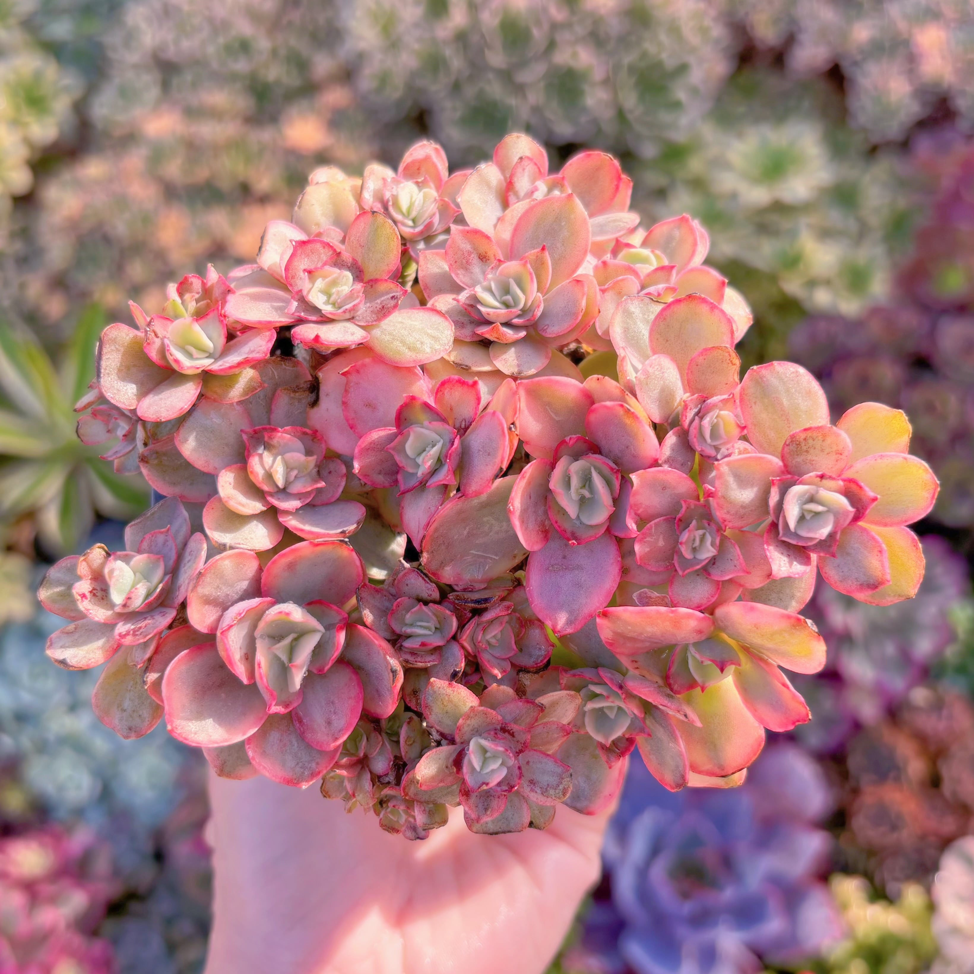 現品　スヨン錦#A87　新入荷　るる農園