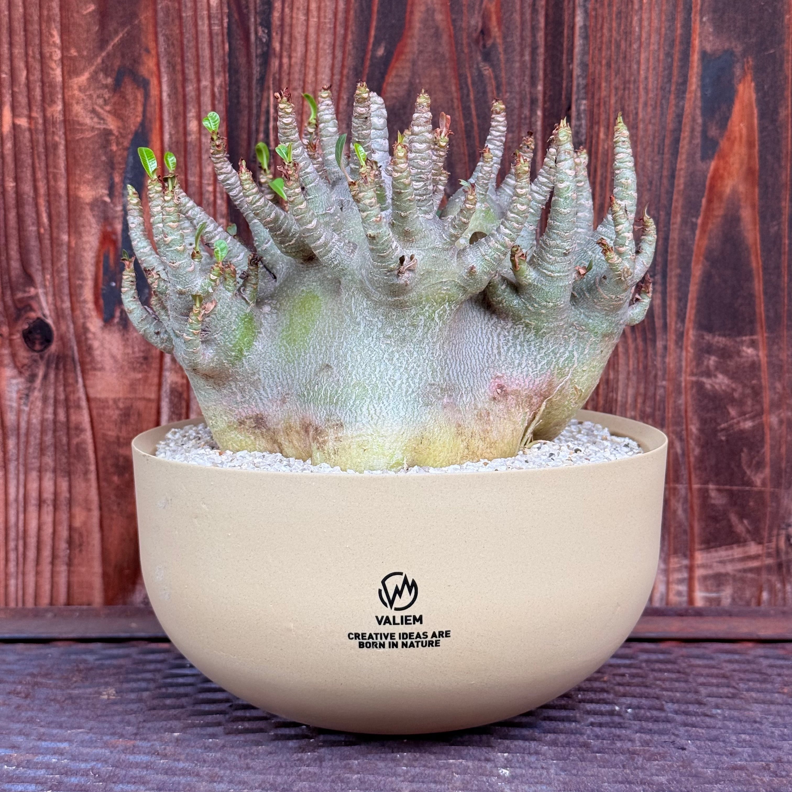 植物 | A-PLANTS