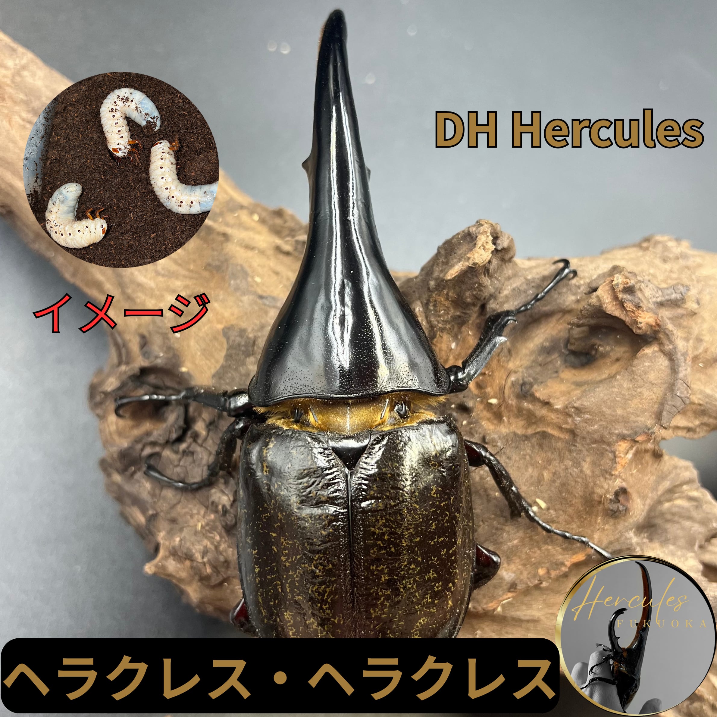 超激得，低価】 ☆DHヘラクレス☆ ♂太め145mm♀別血統69mm