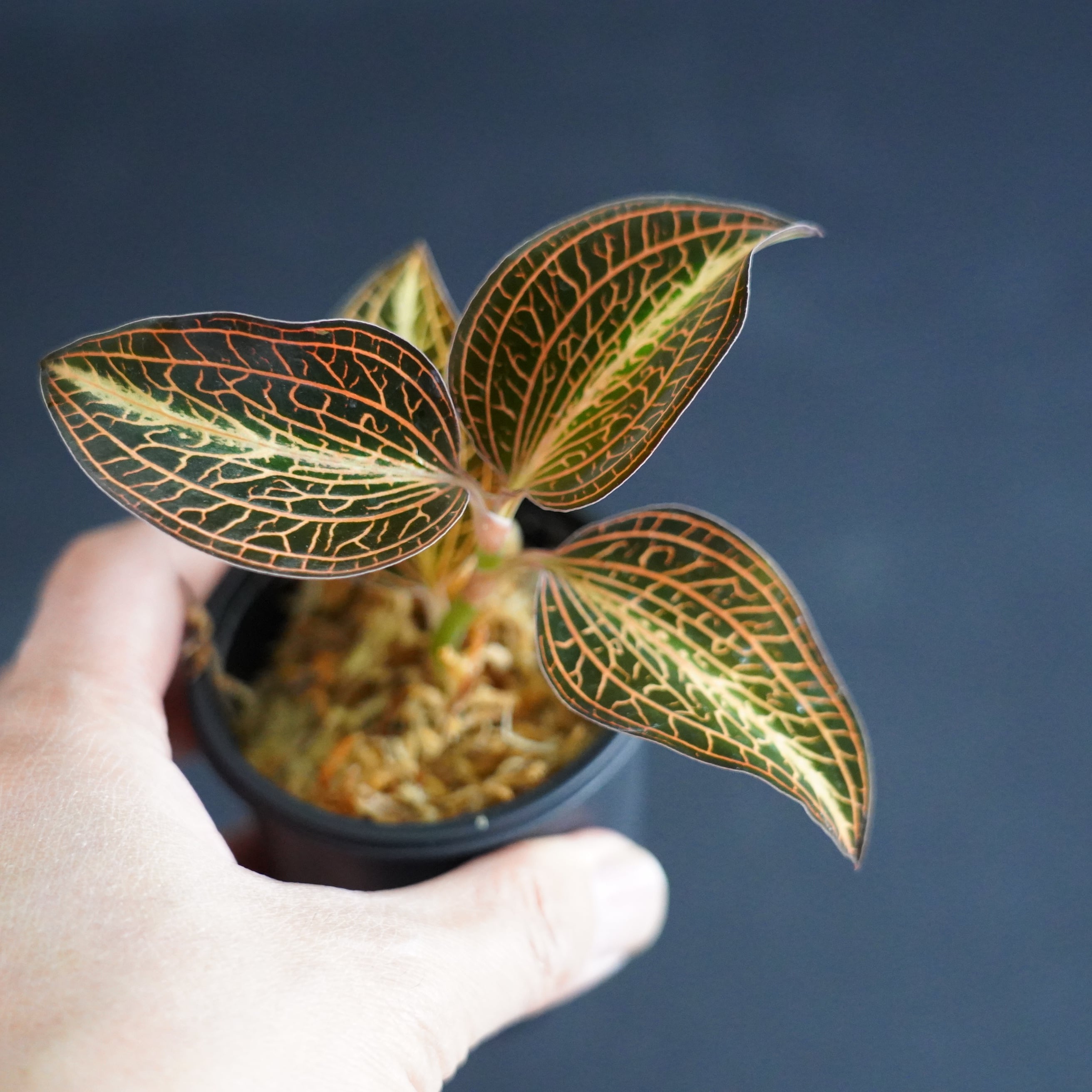 ◇現品◇アネクトキルス アルボリネアタス バリエガータ【ジュエル