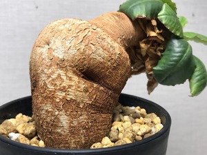 ユーフォルビア プリムリフォリア