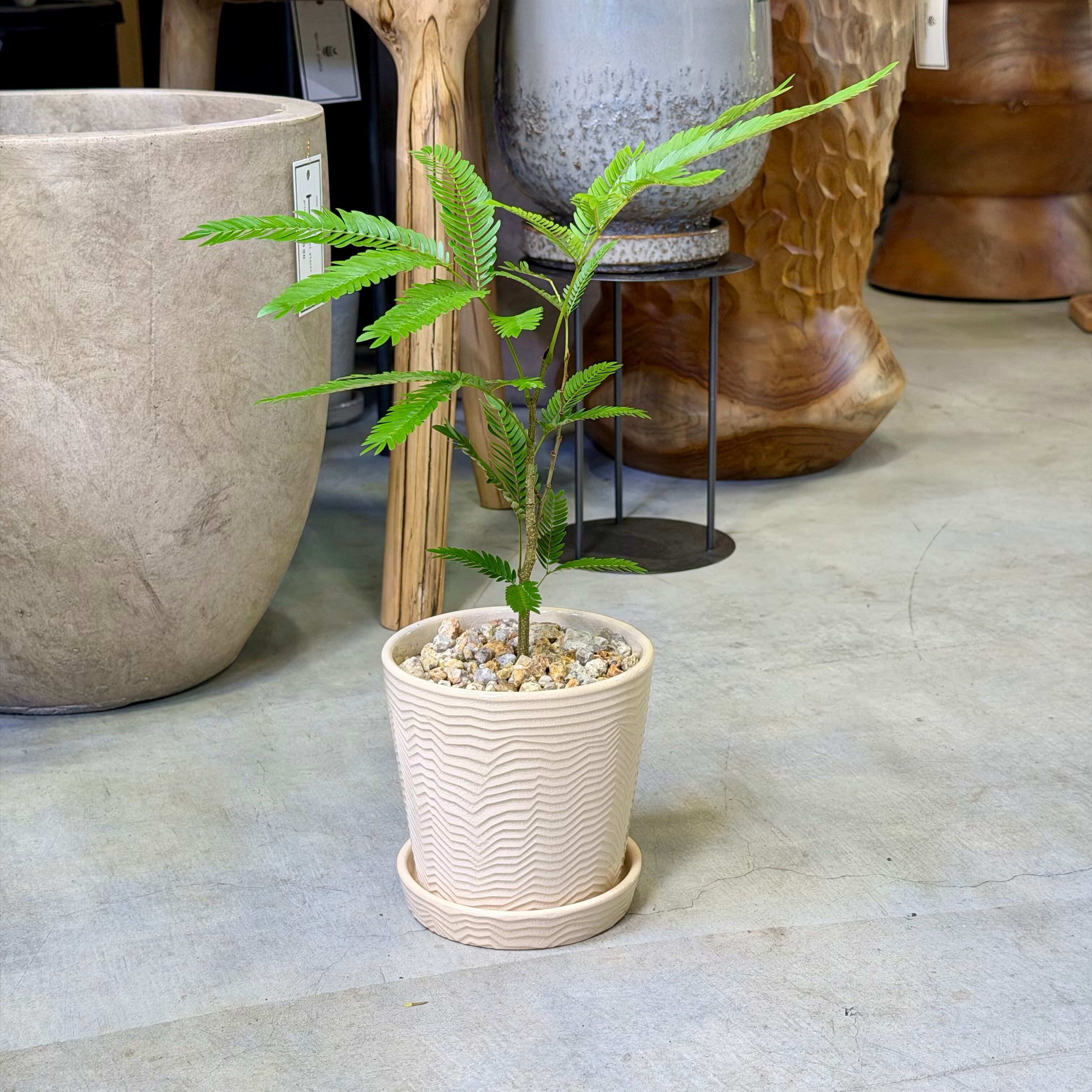 エバーフレッシュ | barrelplants_BONSAI
