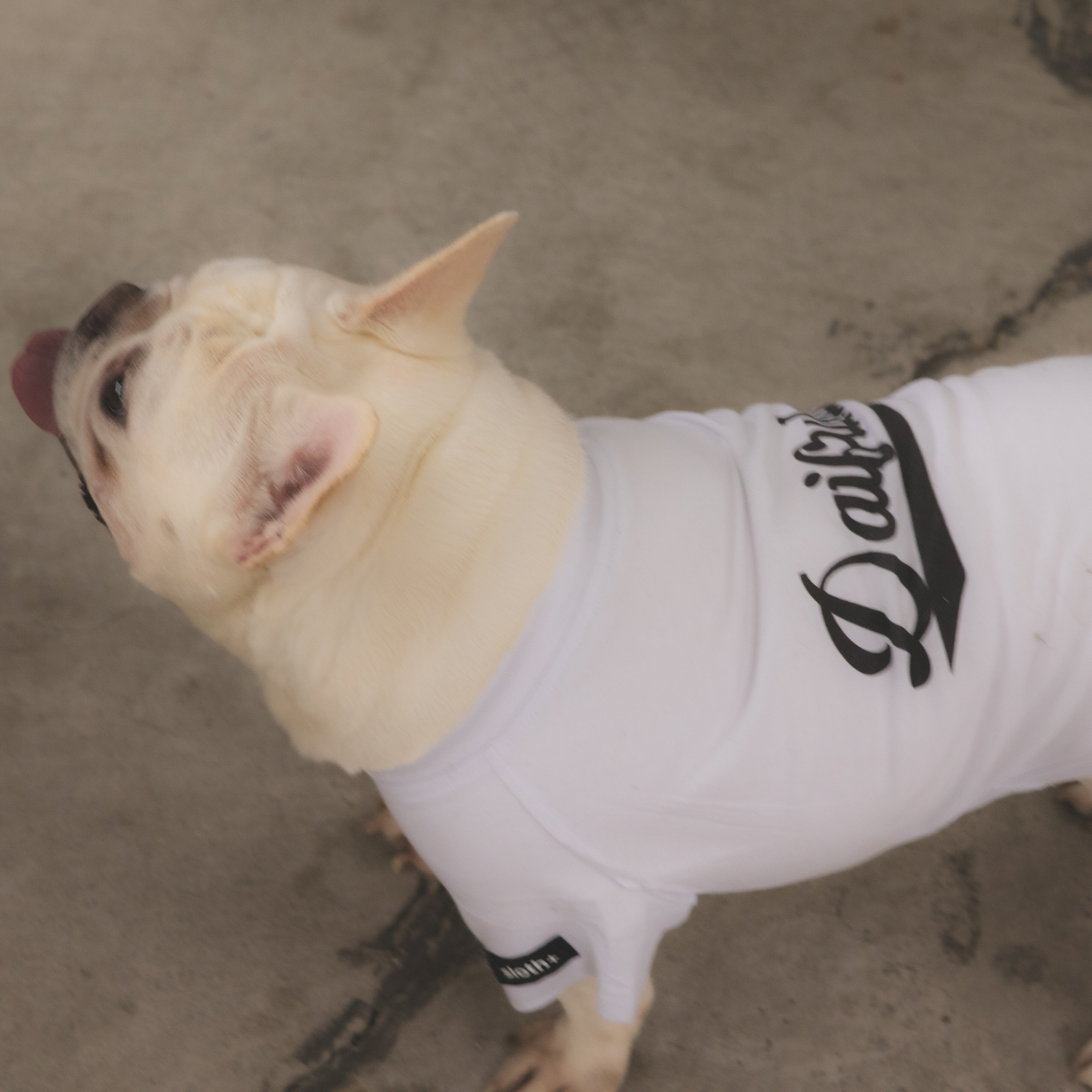 【 A week Tシャツ ラインネーム プリント 】名入れ 犬 ドッグ かわいい オールシーズン