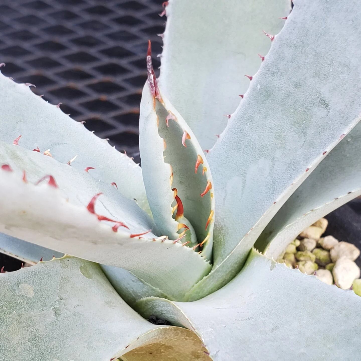 F00324_Agave parryi var. truncata：アガベ・パリー・トランカータ