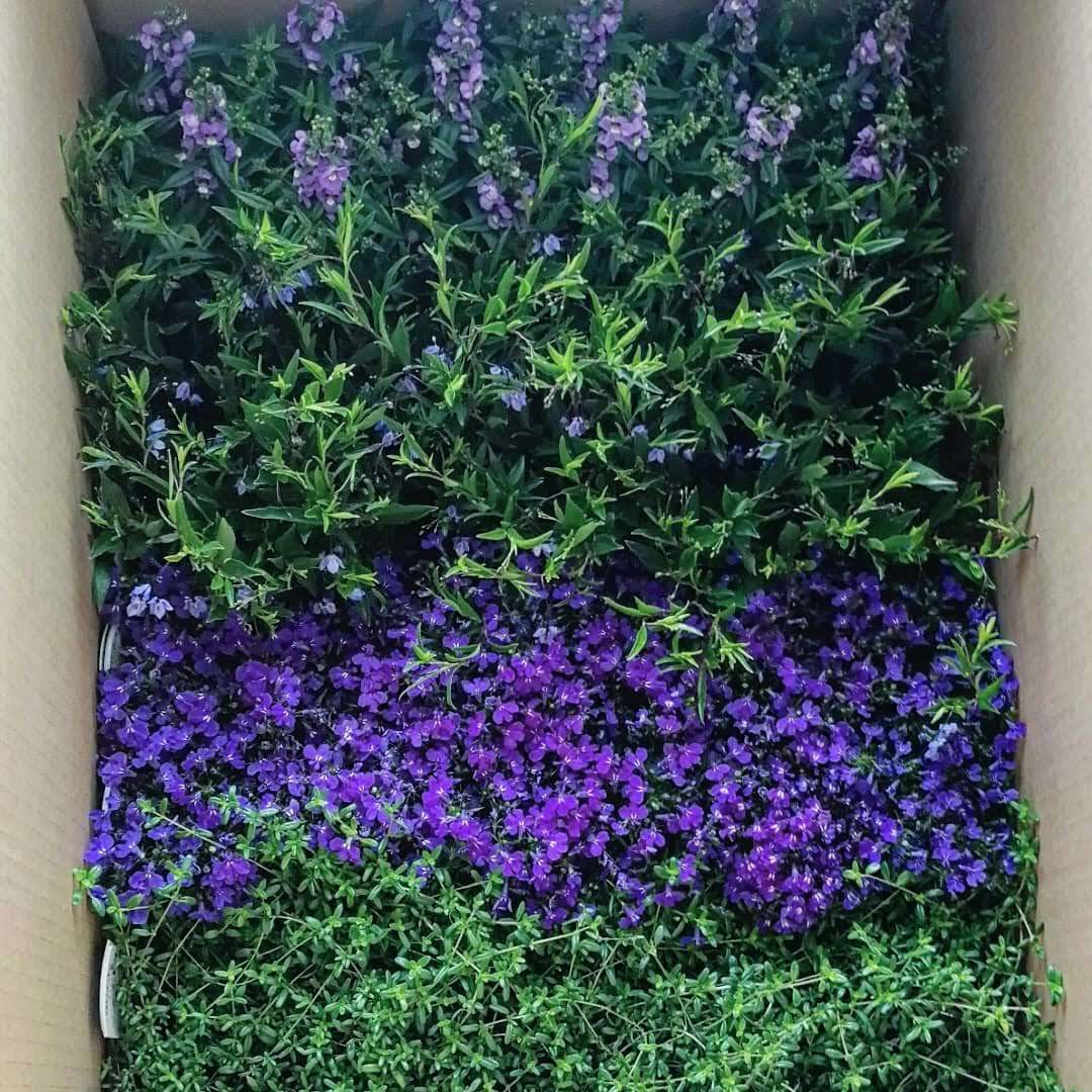 イタリアンパセリ 天空のバラ園 無農薬バラ苗 花苗 クレマチス ハーブ産直販売