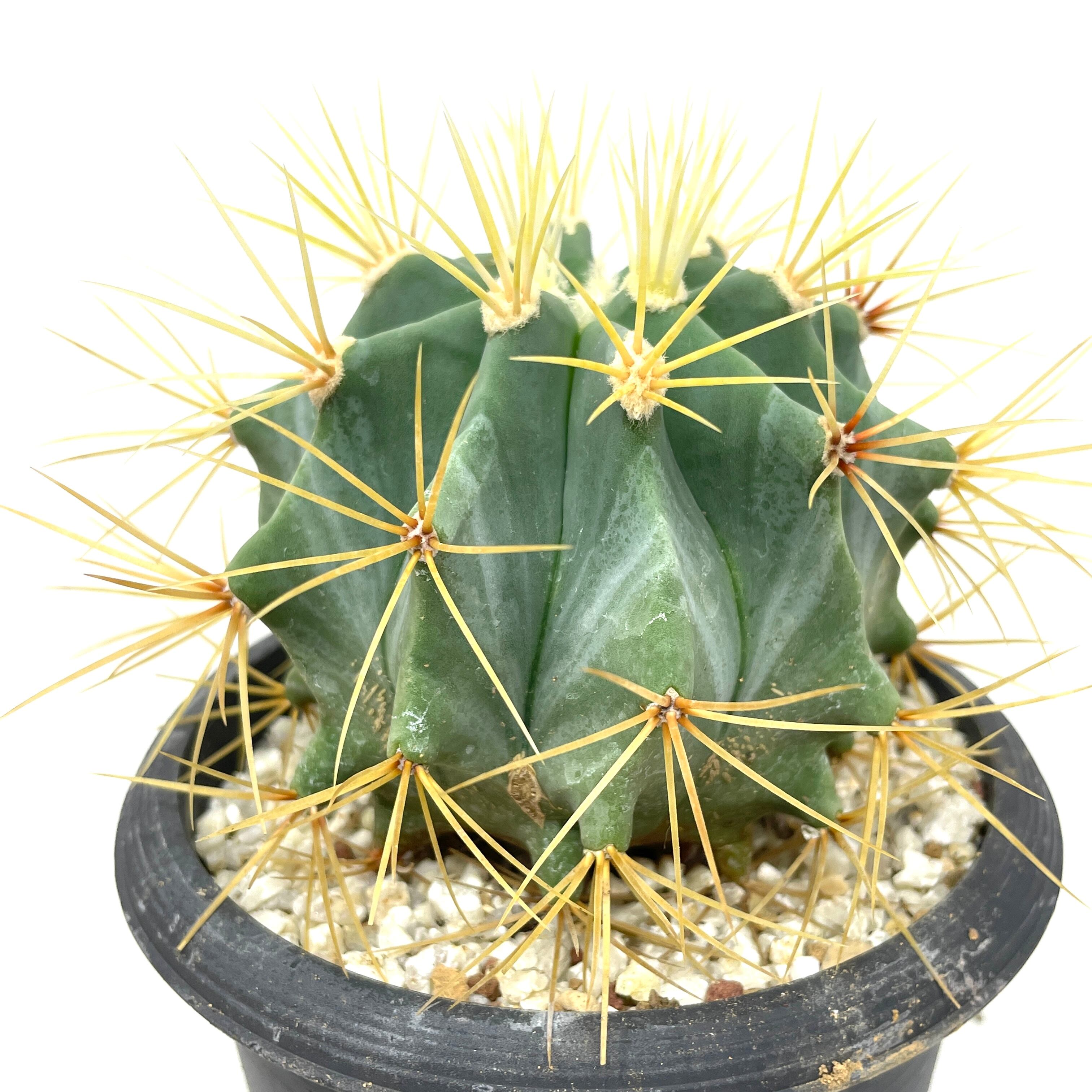 現品　サボテン⭐︎オウカンリュウ⭐︎王冠竜 ⭐︎8号⭐︎ 楽天市場】王冠竜 オウカンリュウ サボテン フェロカクタス 8号鉢 1鉢