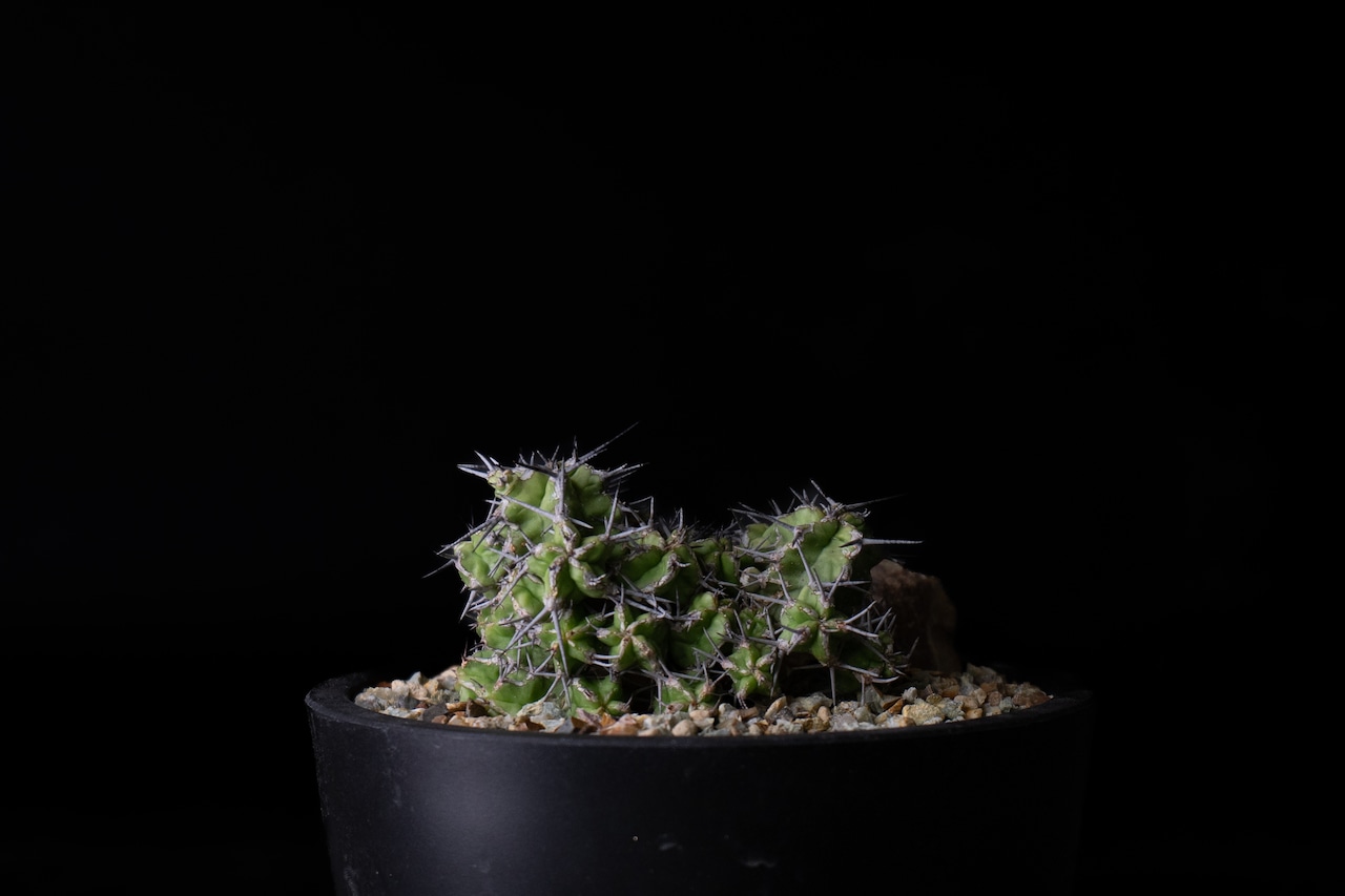 Habitat Style Euphorbia mitriformis#2
