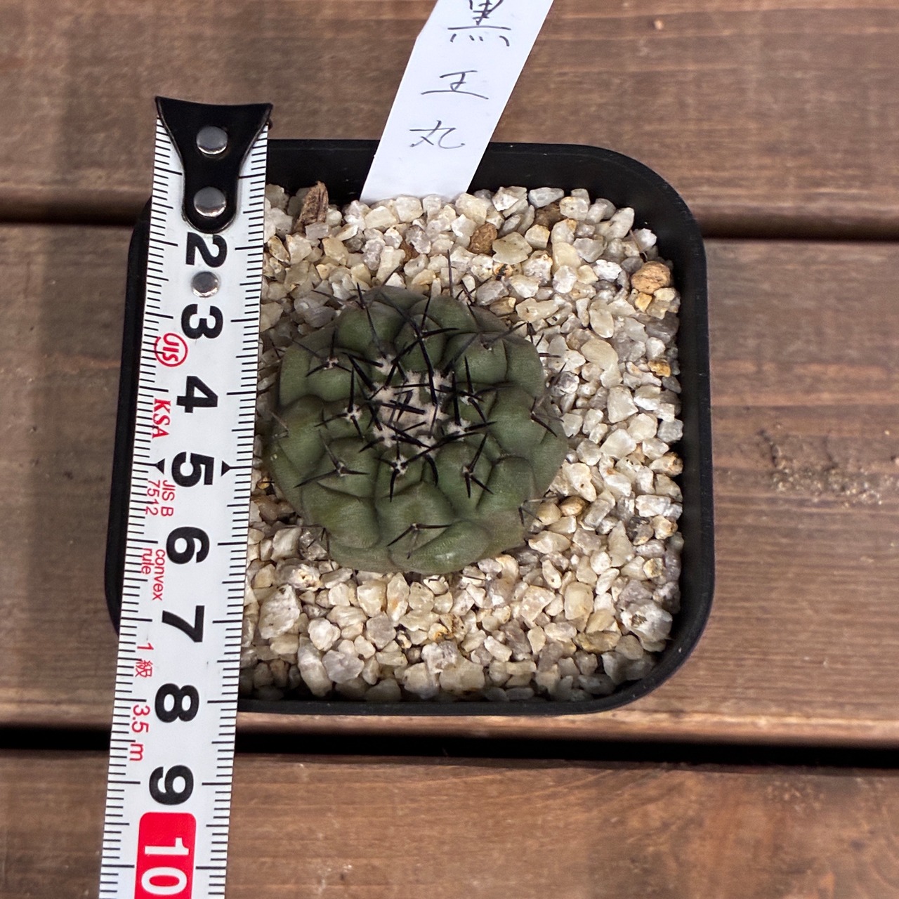【クリアランス】【Copiapoa】サボテン　コピアポア　黒王丸実生【243】【再撮影】