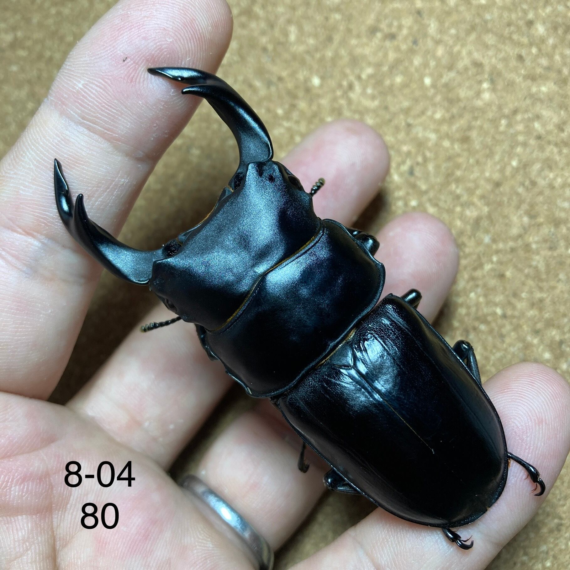 オオクワガタ久留米(マツノインセクト)大型血統ペア オオクワガタ久留米(マツノインセクト)大型血統ペア