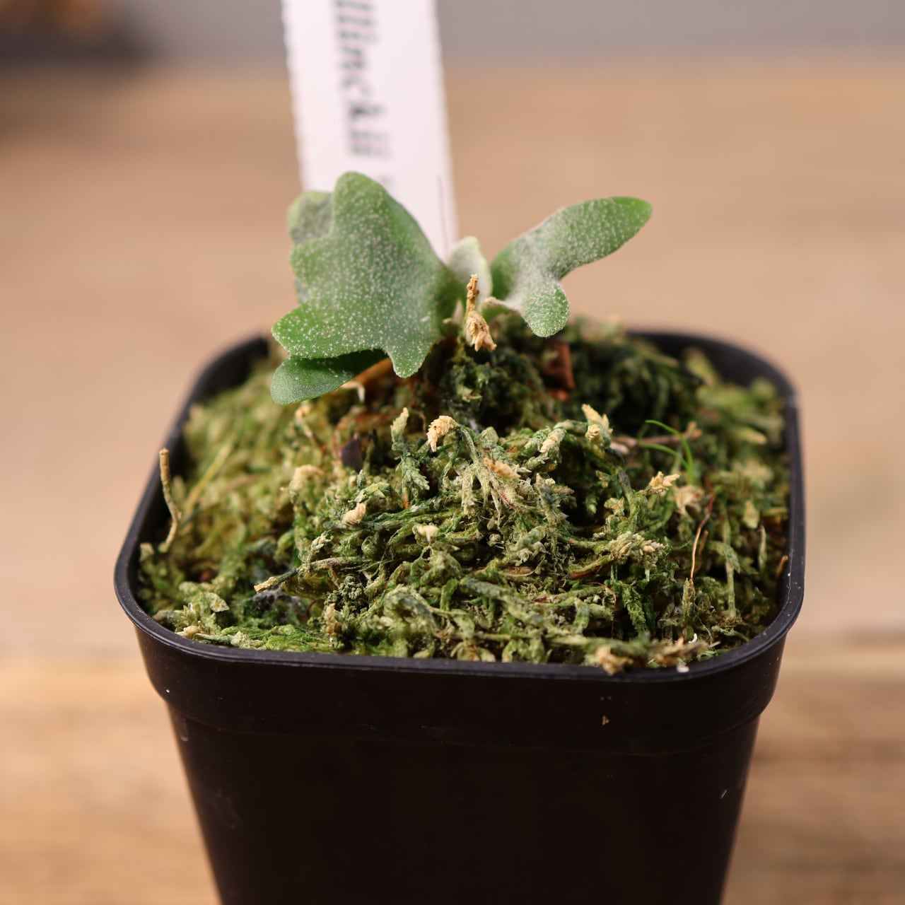 700『ビカクシダ ウィリンキー Masayu TC』 観葉植物【送料無料