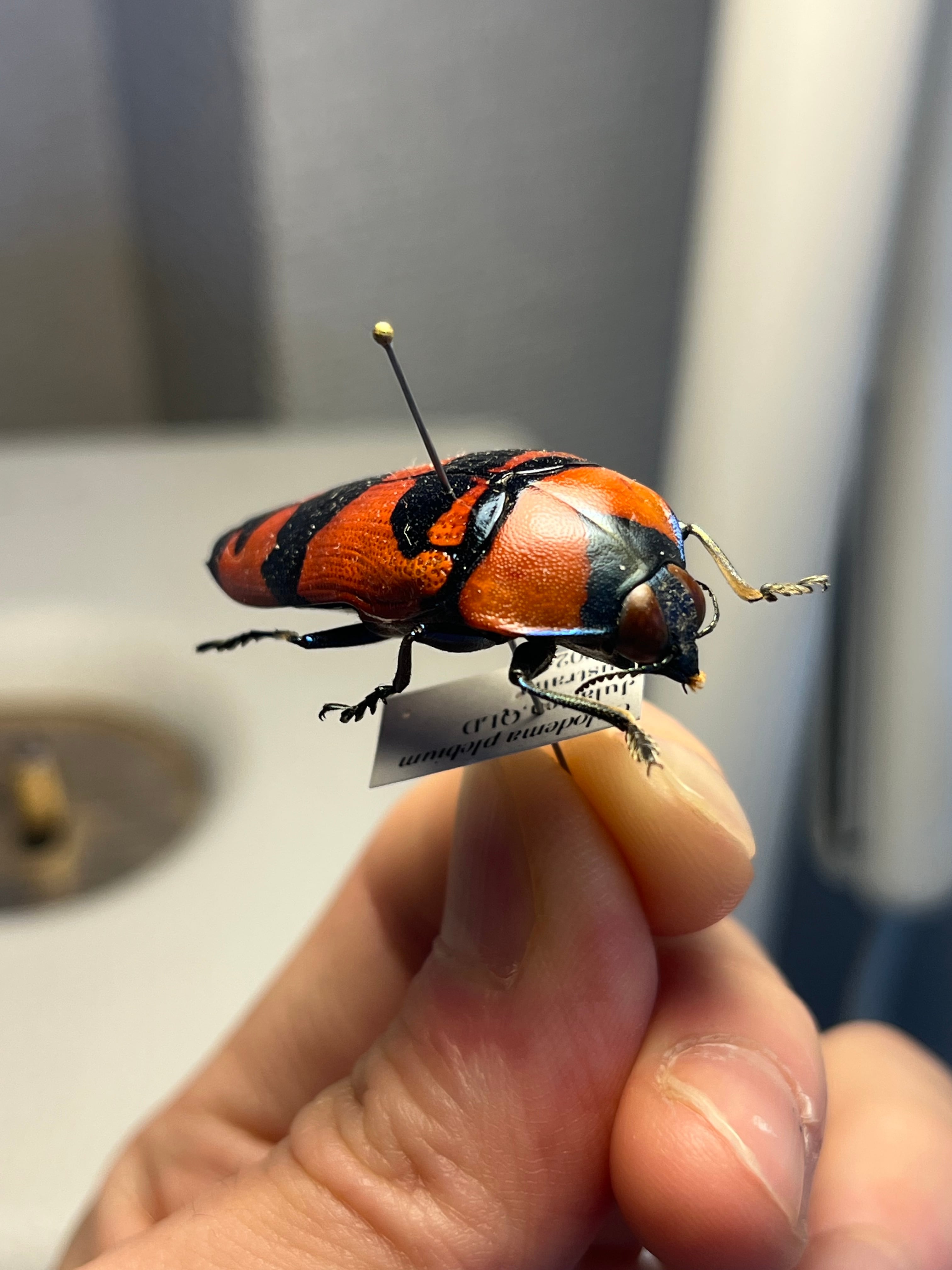 39mm】クロモンベニオウサマムカシタマムシ Calodema plebeia