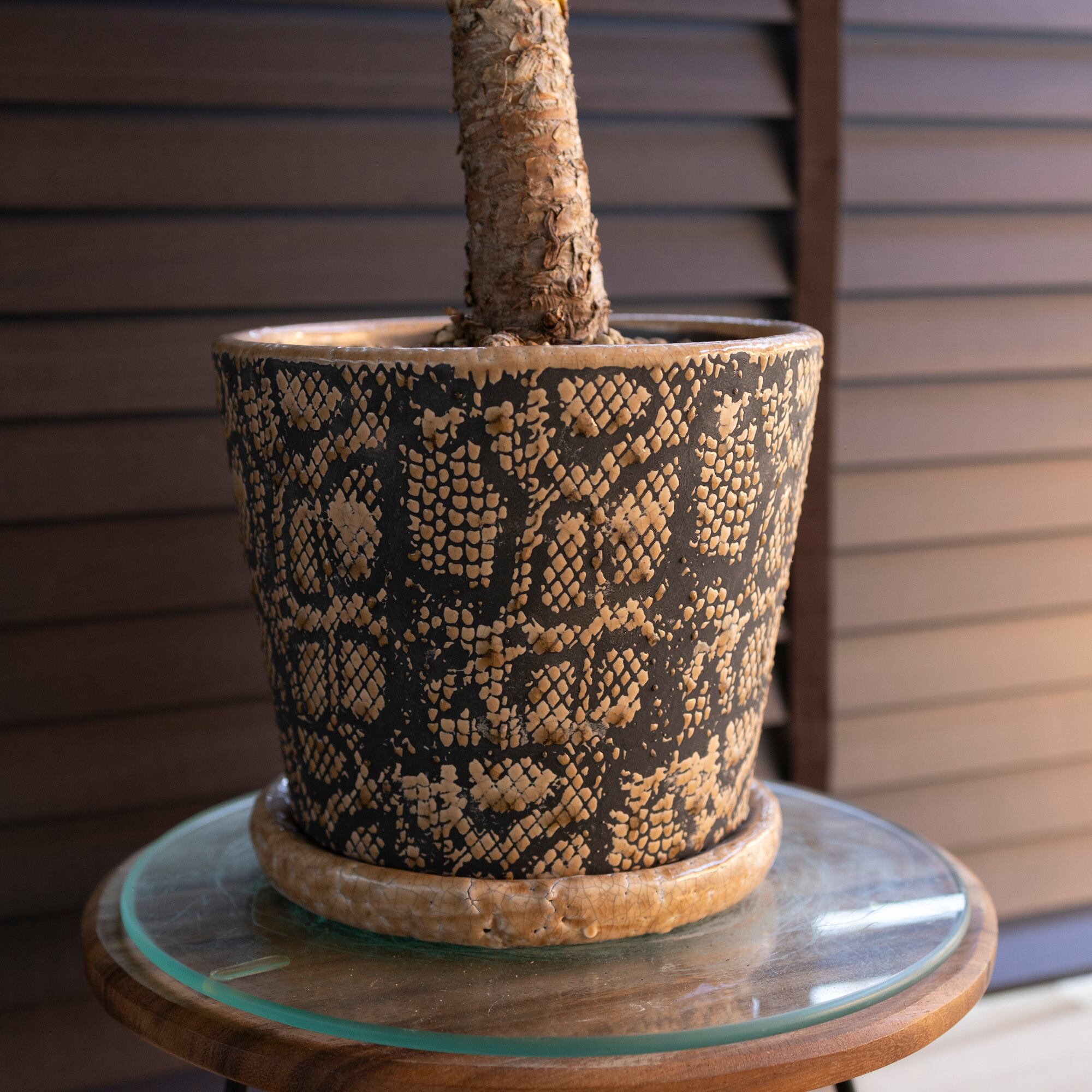 ユッカ デスメティアーナ ブランチ 多頭 6号 スネーク鉢 Yucca