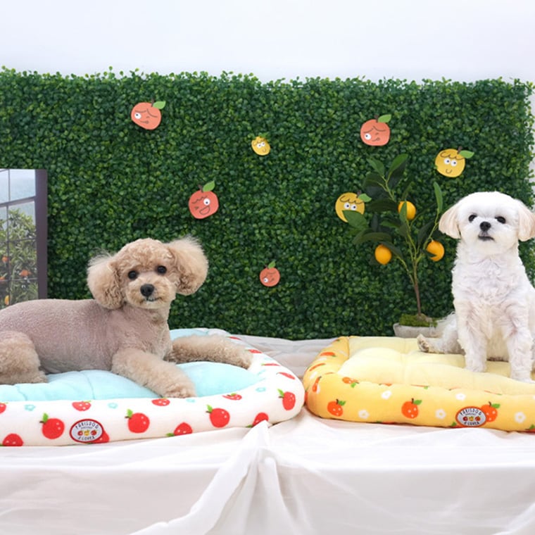 tangerine bed L size / 犬用 ベッド スクエア Lサイズ ふんわり 冬 クッション 滑り止め 韓国 ペットベッド 大型犬 中型犬 犬 ハウス 柔らか ふわふわ ソファー ボア もこもこ可愛い