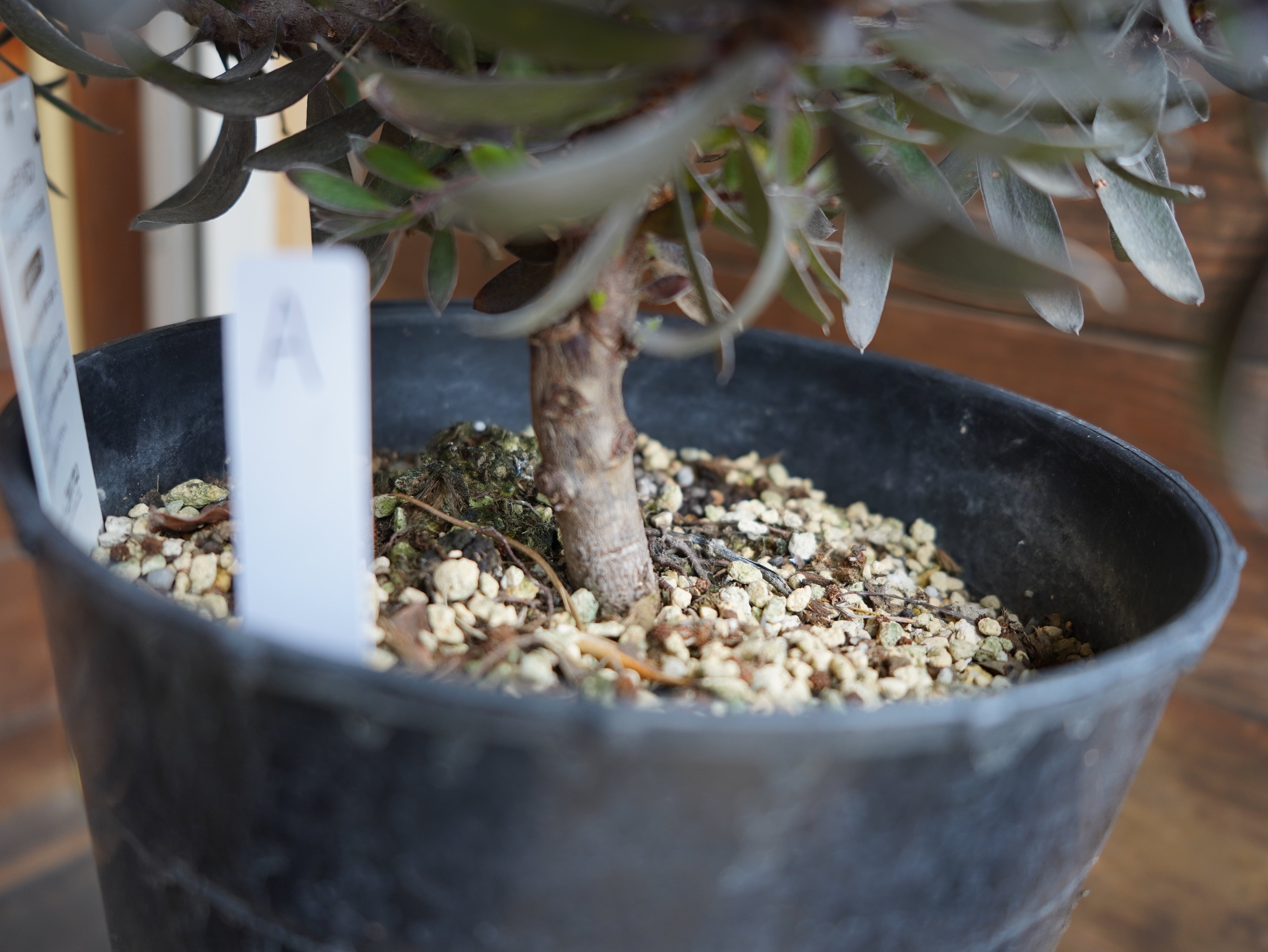 【現物】リューカデンドロン　”デュリフ”　7号　A