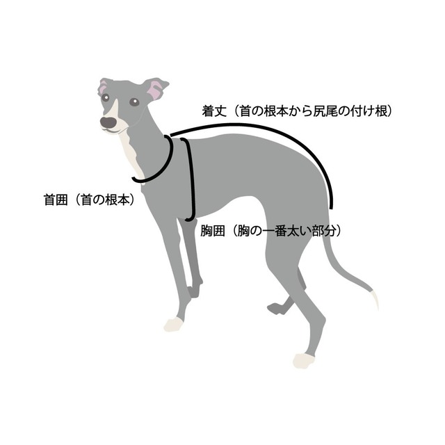 サイズについて