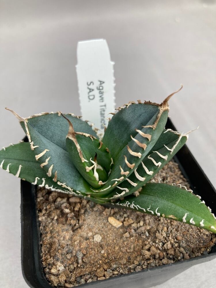 多肉植物 | 日本ライン花木センター