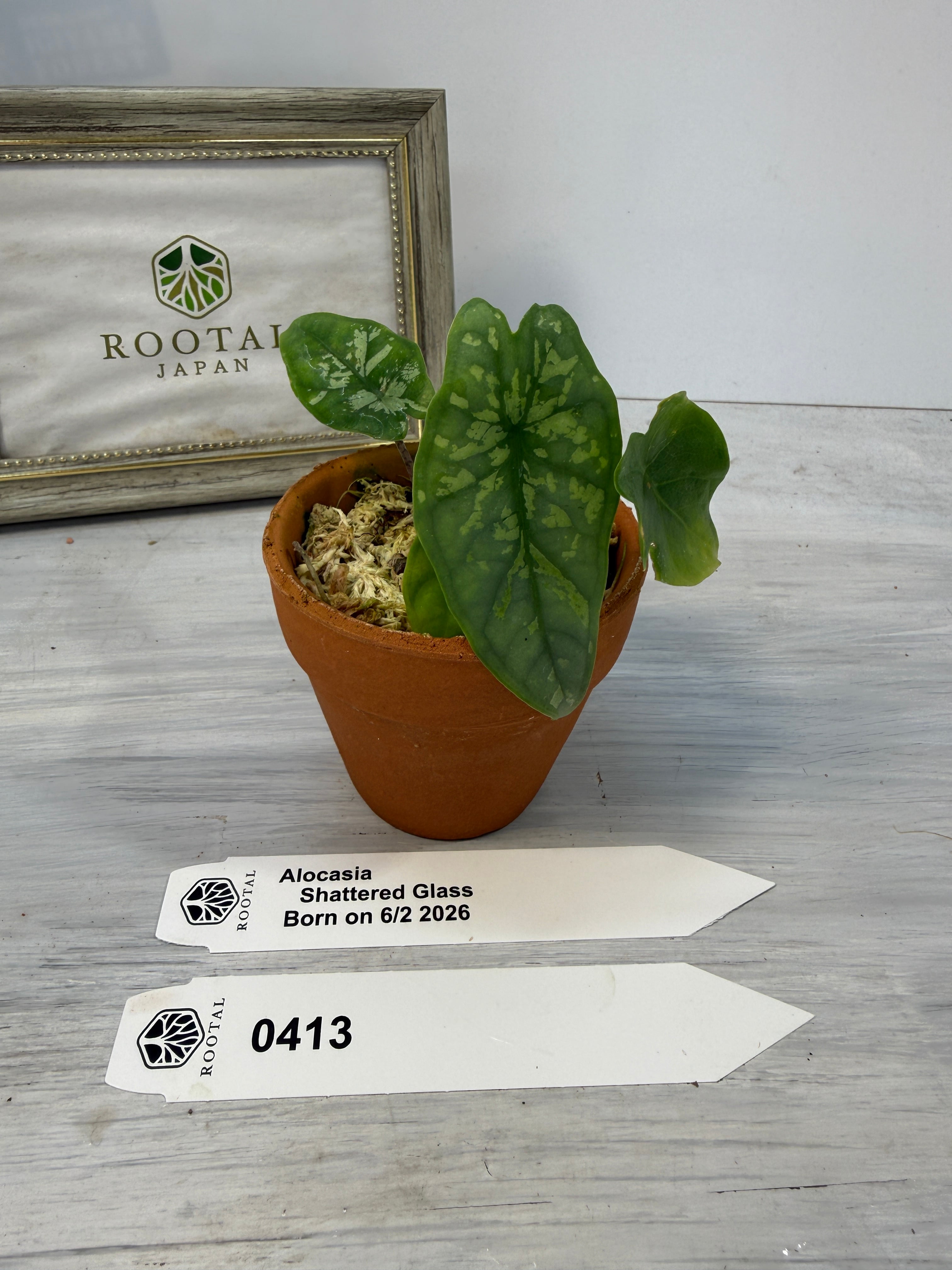 アロカシア | ROOTALPLANTS