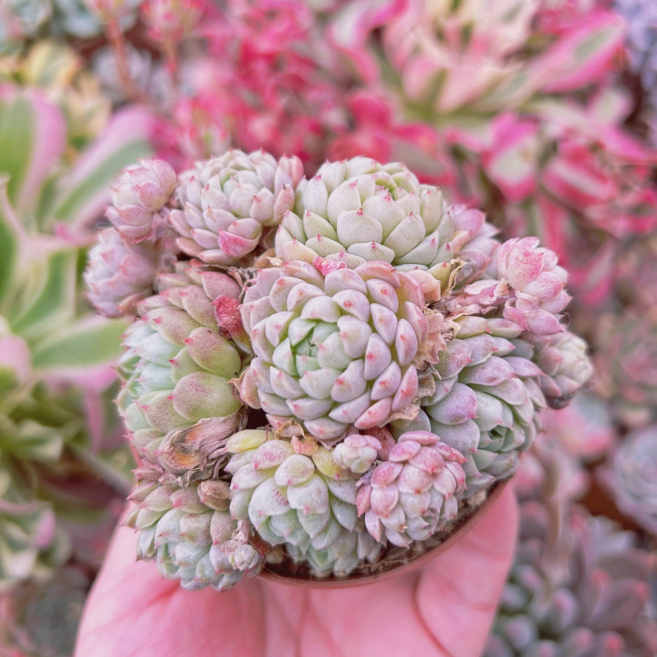 #009現物　多肉植物　ハチミツボール