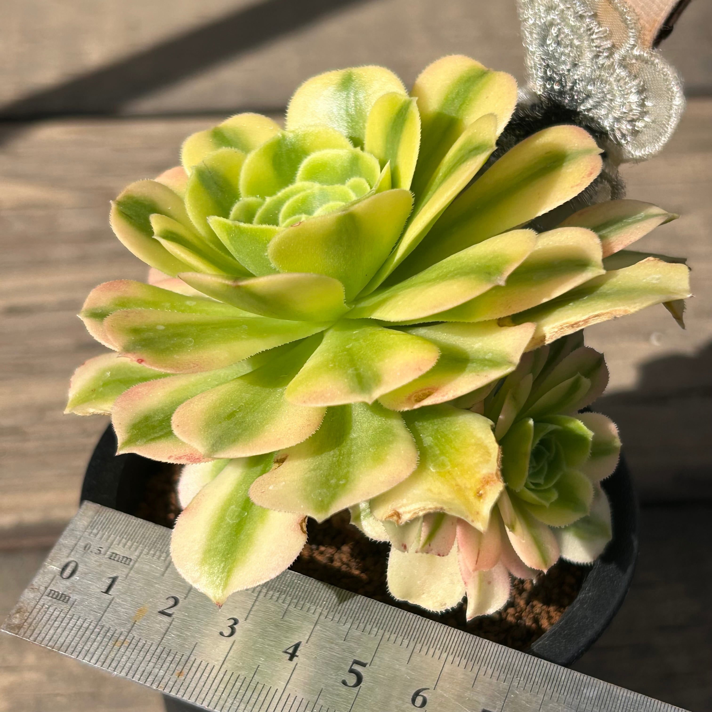 マバハ アエオニウム | RuPo 多肉植物専門店