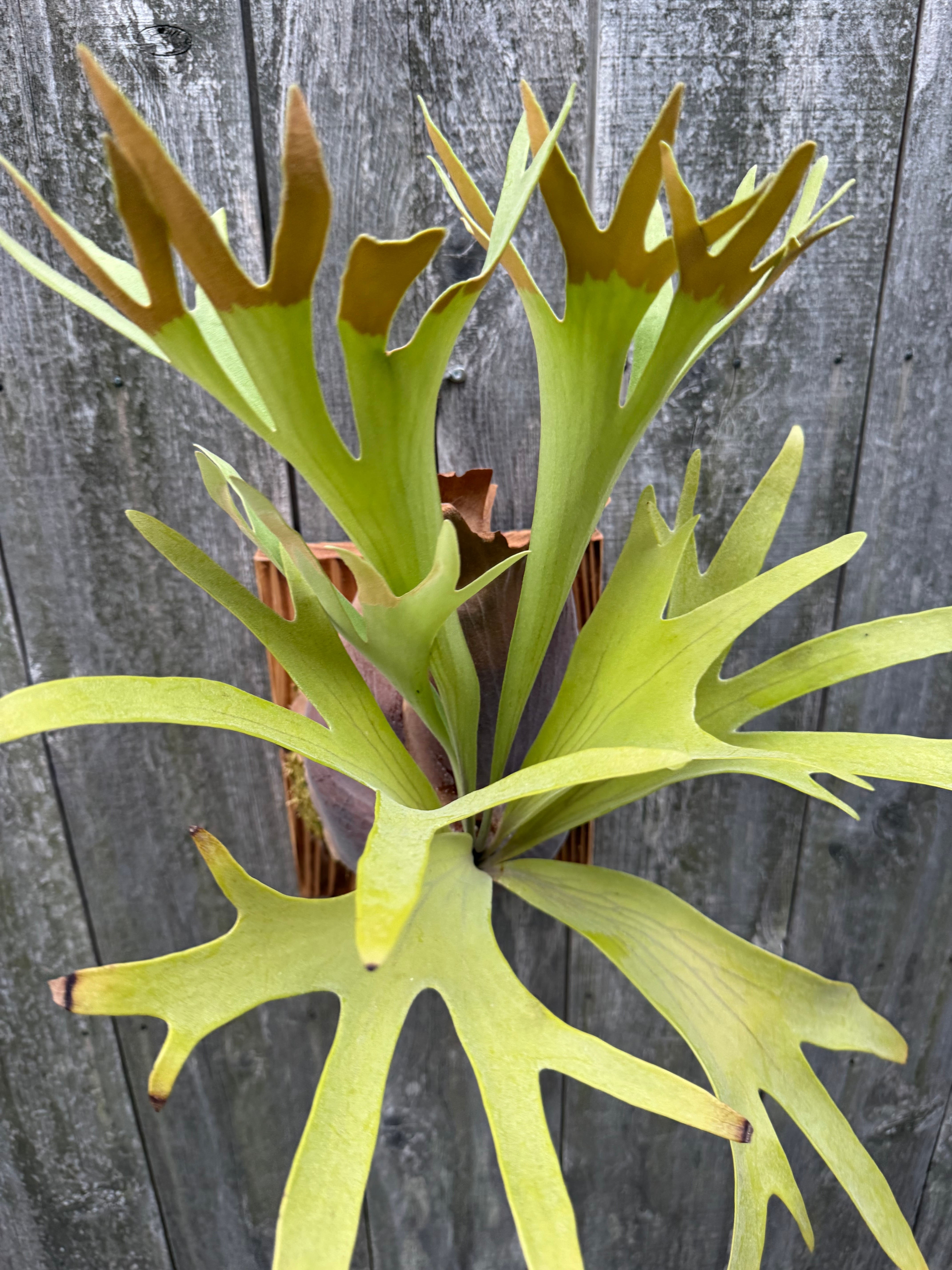 Platycerium bifurcatum Popcorn (pup) | naturefix