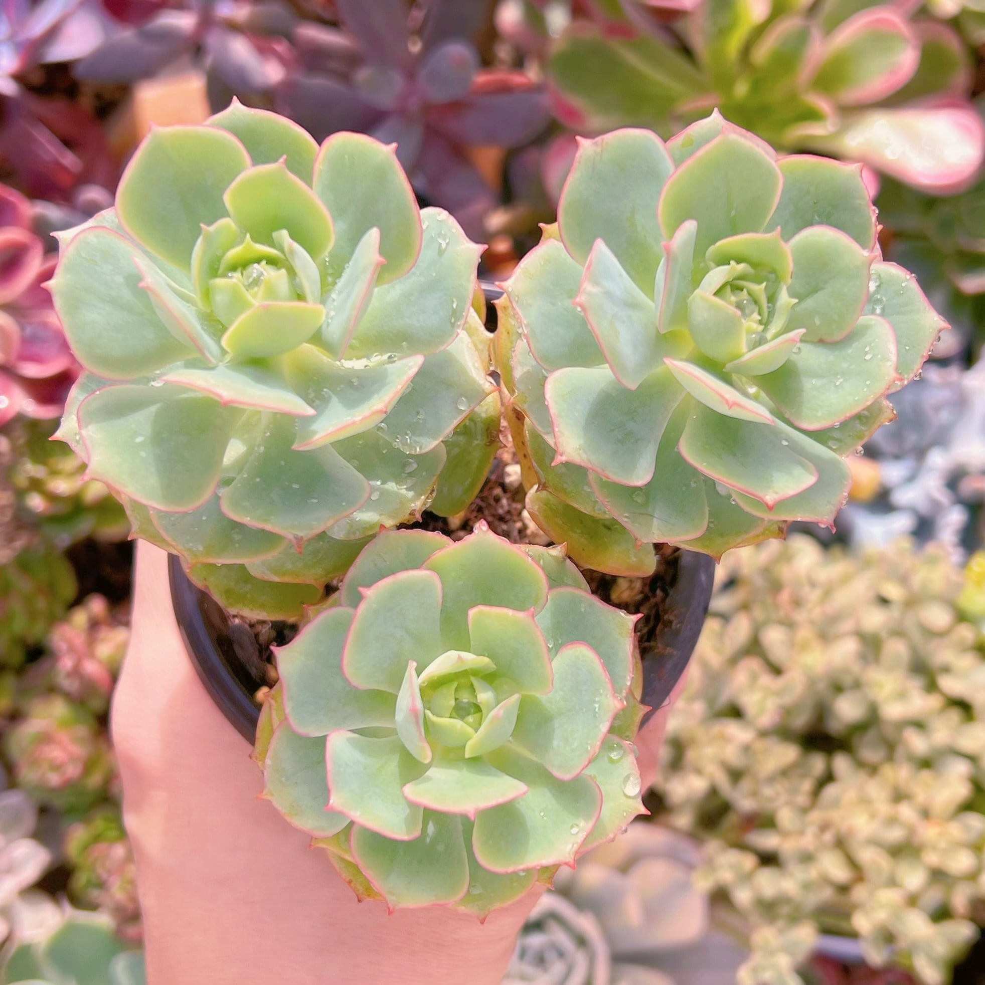 現品　イタリアローズ#543   古株　るる農園