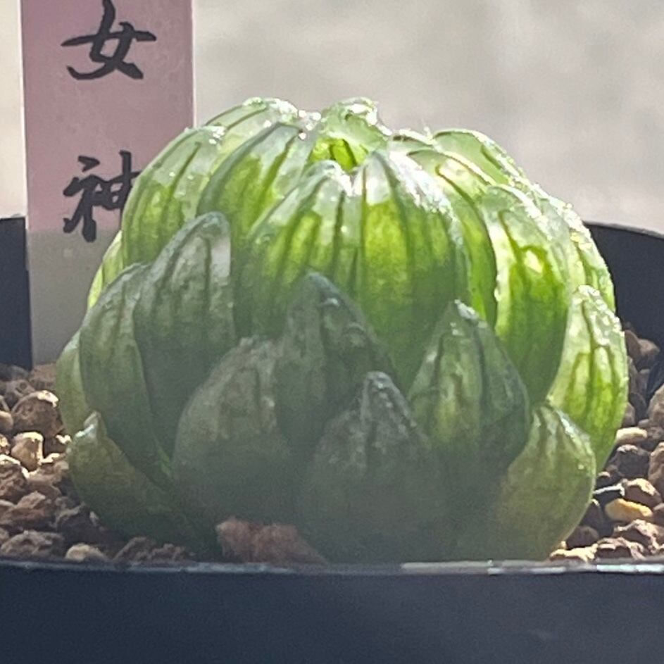 ハオルチア 女神(微発根)② | mocono_plants