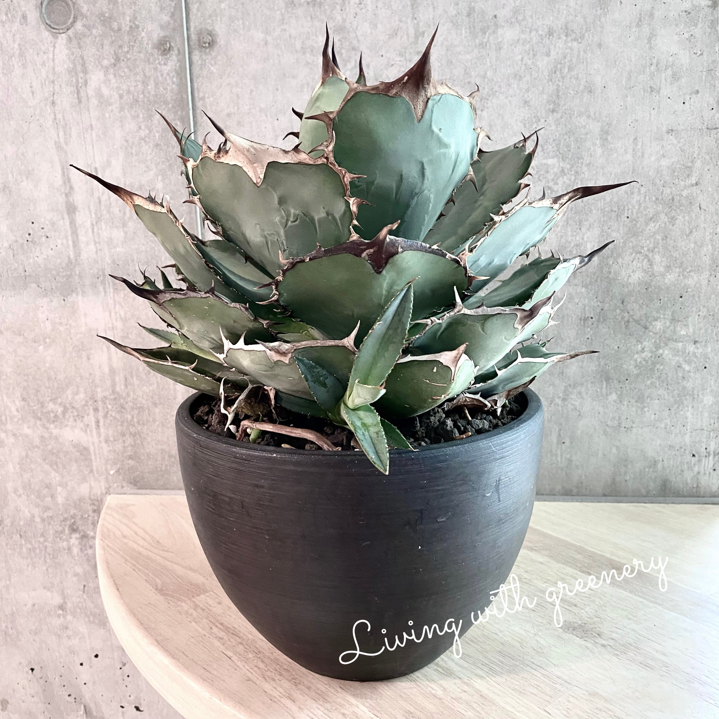 agave titanota / アガベ チタノタ 【観葉植物】【多肉植物 ...