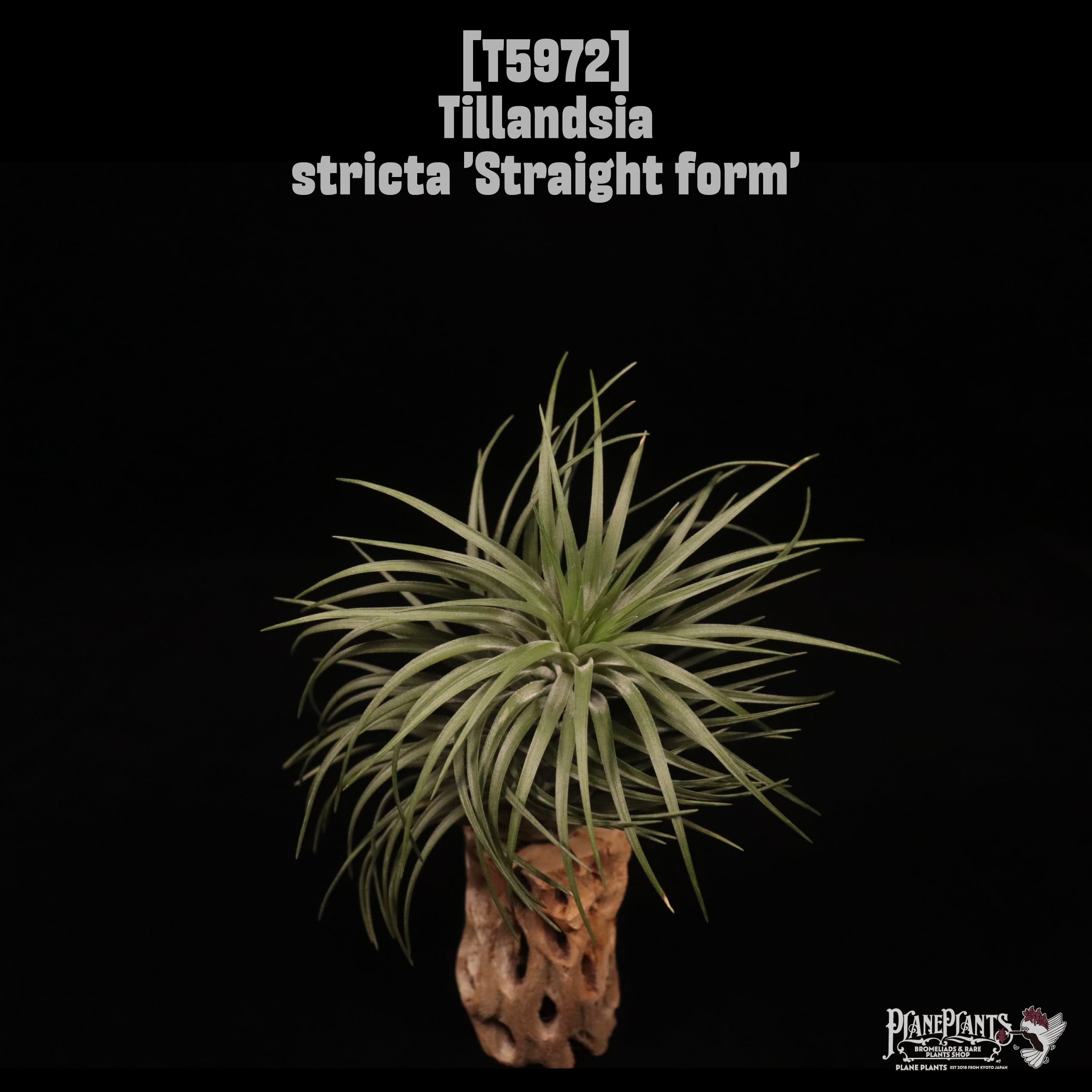 Tillandsia stricta straight form〔ティランジア〕T5972