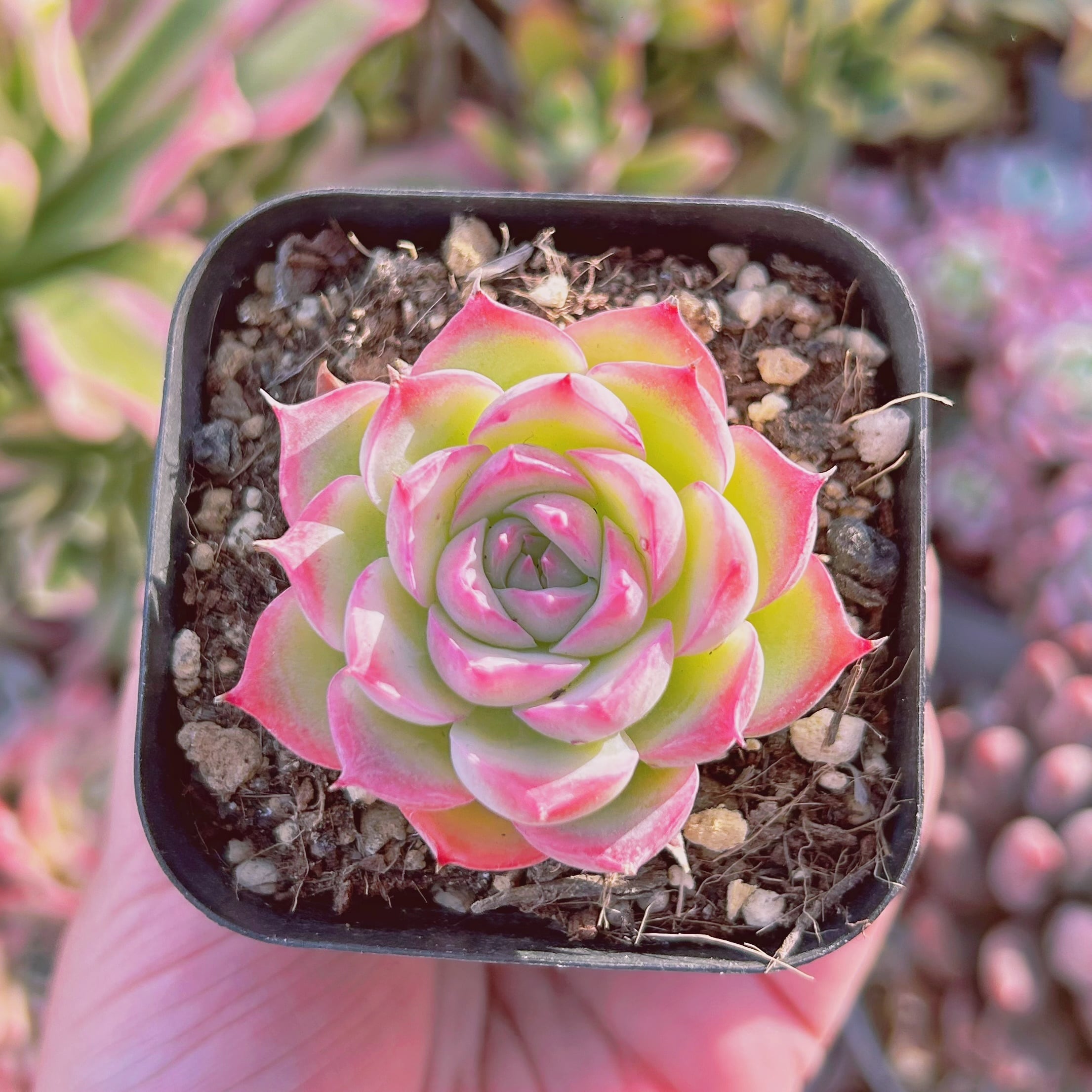 現物　多肉植物　Echeveria  シルエット　抜き苗